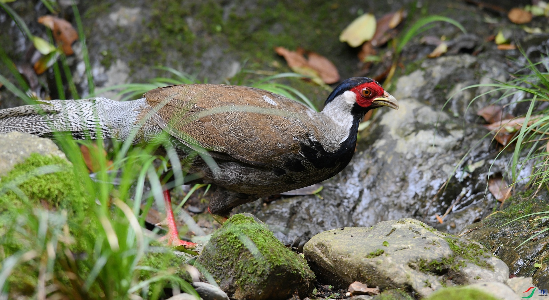DSC_2016.jpg