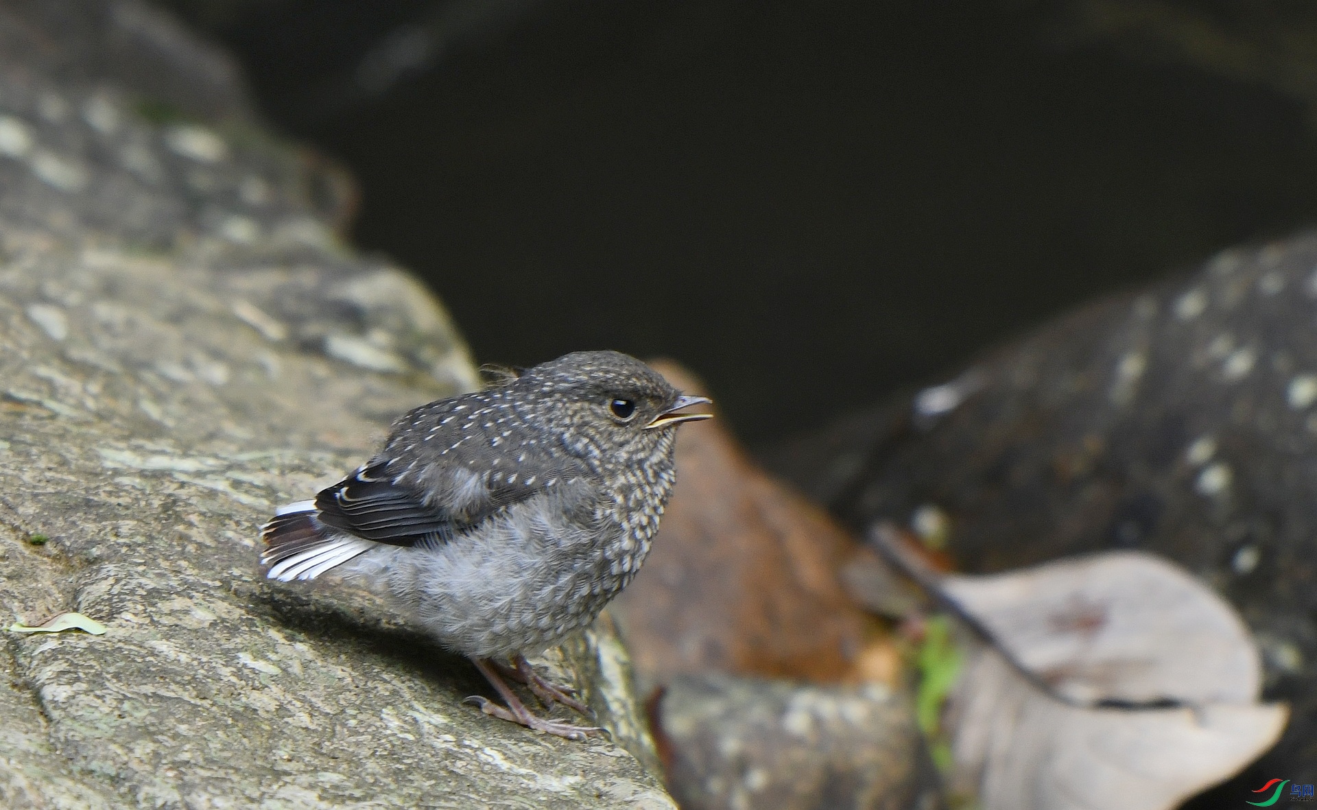 DSC_7386.jpg