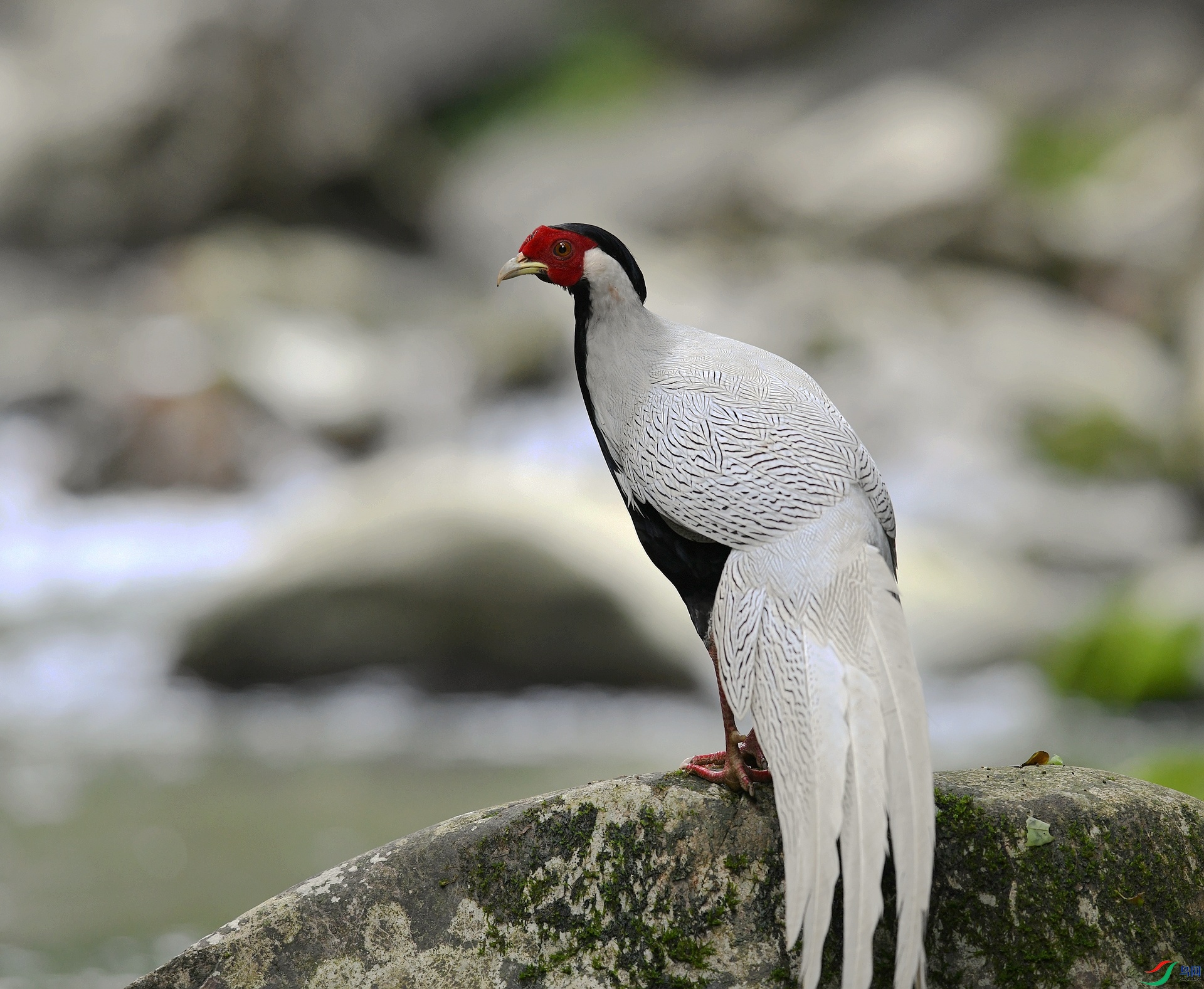 DSC_1936.jpg