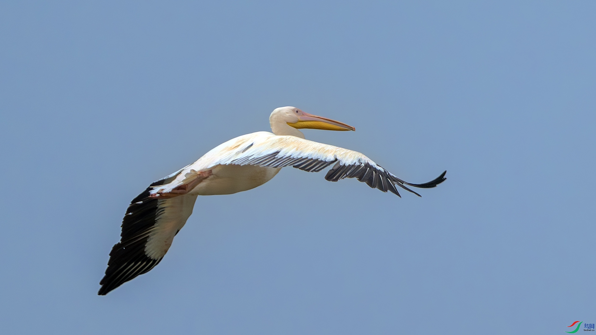 DSC_1658-����ǿ-NR ����.jpg