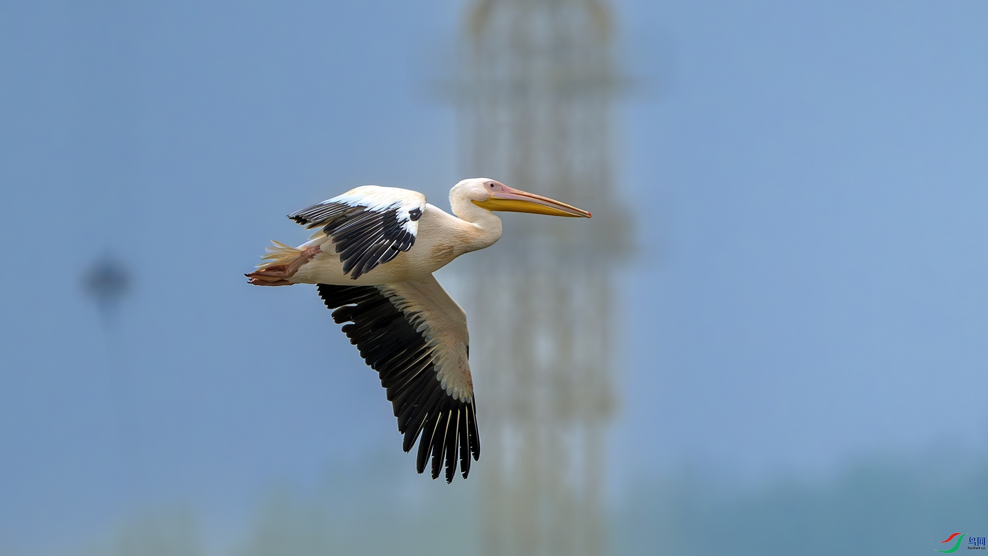 DSC_1635-����ǿ-NR ����.jpg