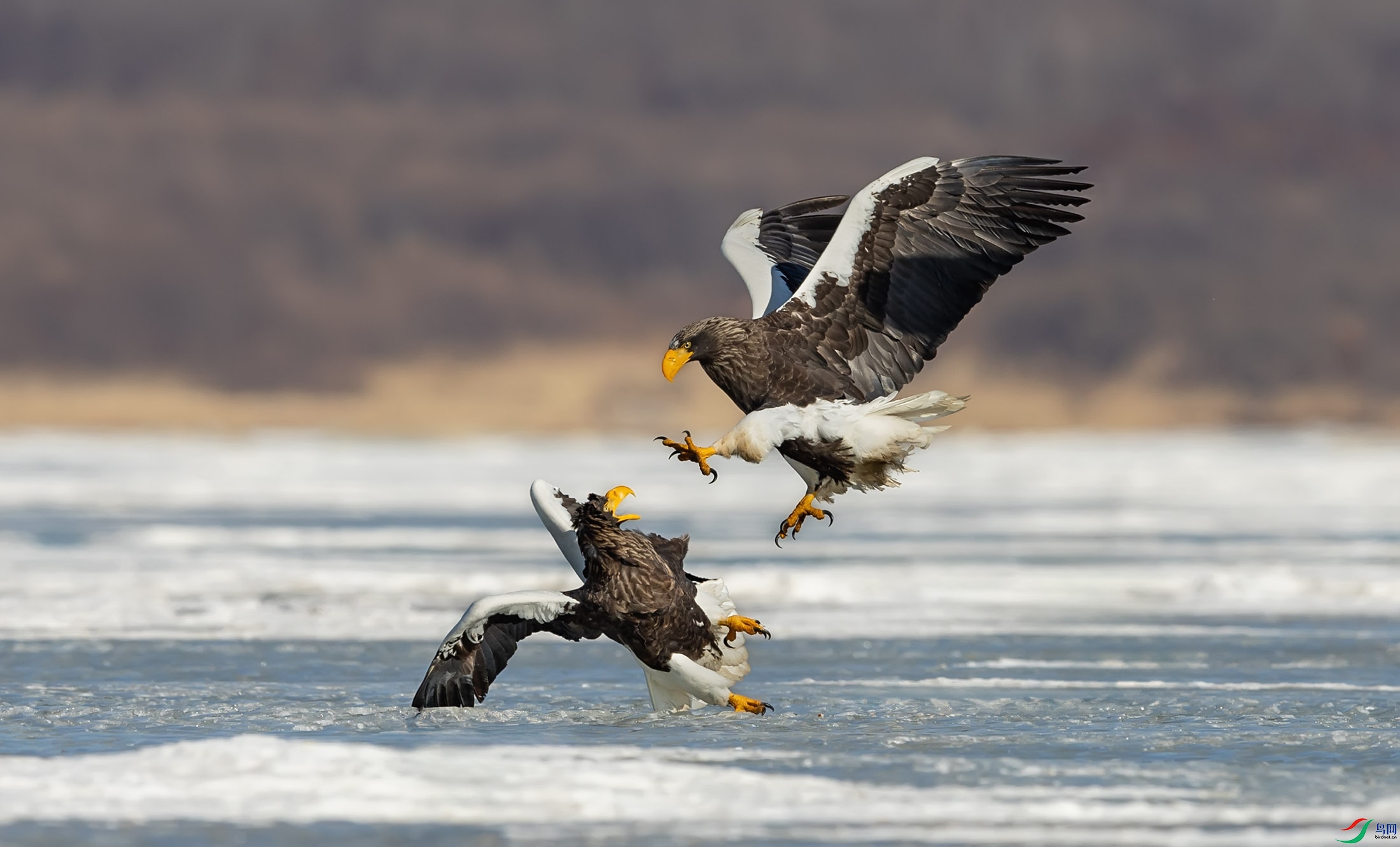 ��ͷ����