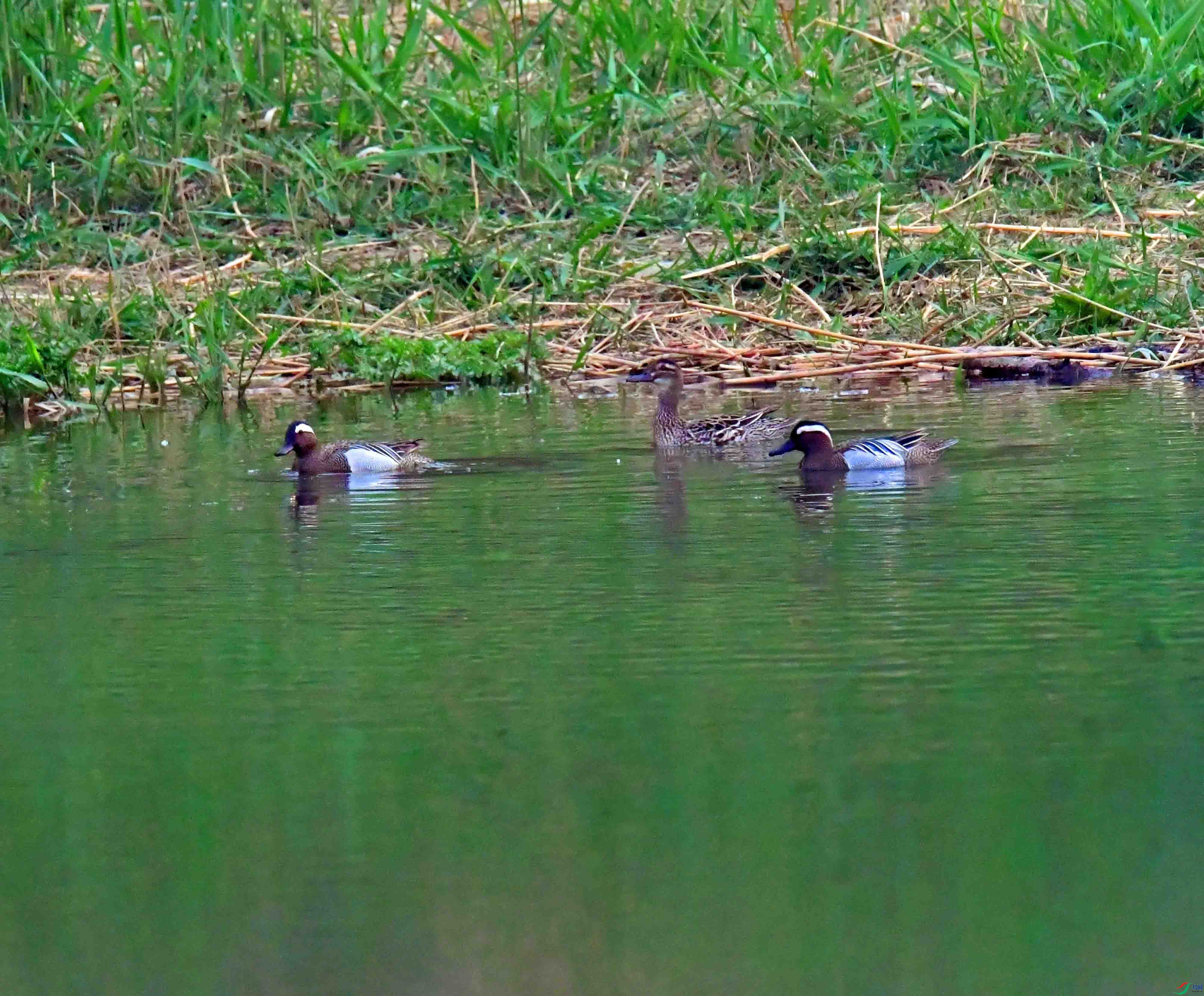 DSC_6767.JPG