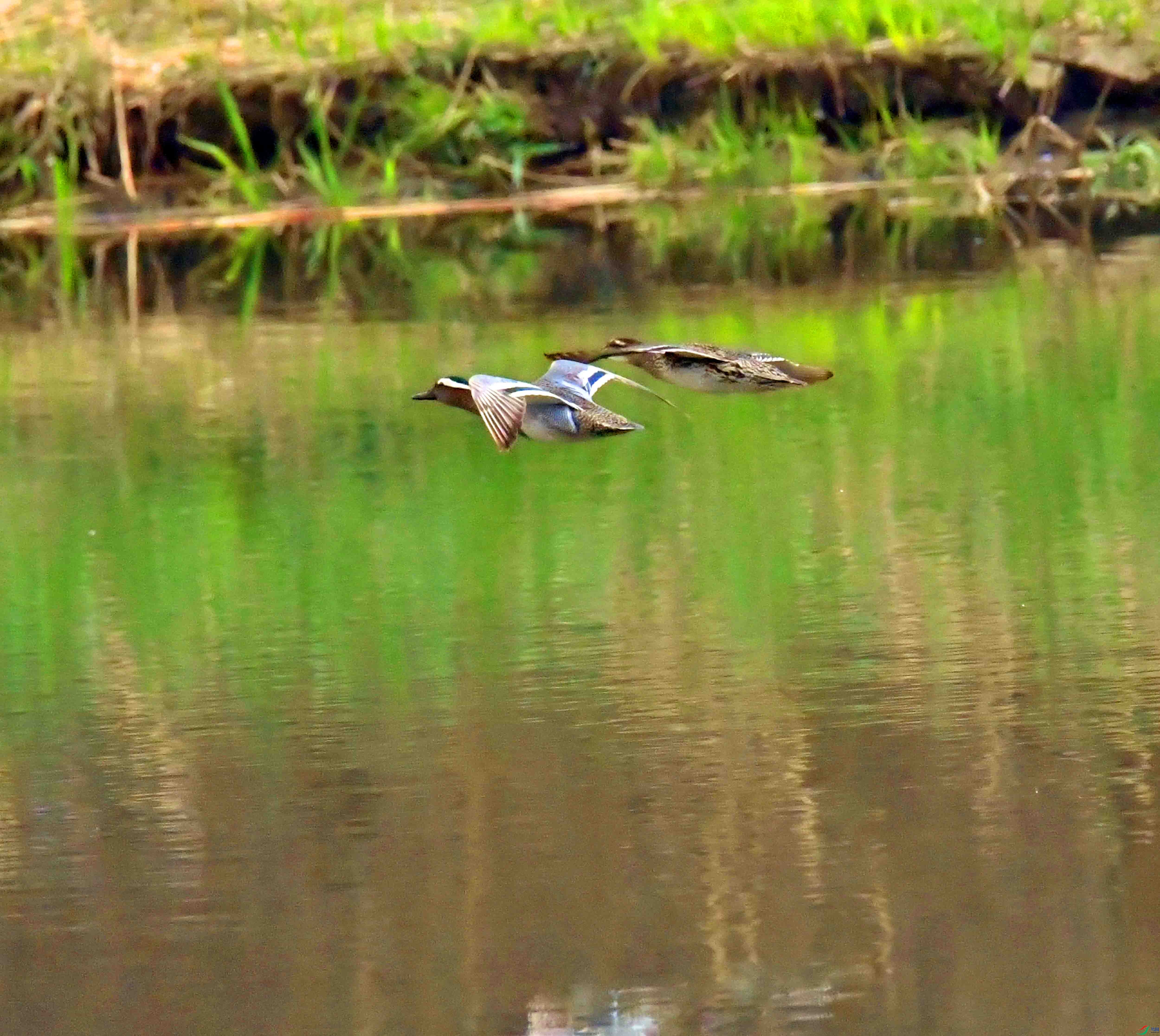 DSC_6788.JPG