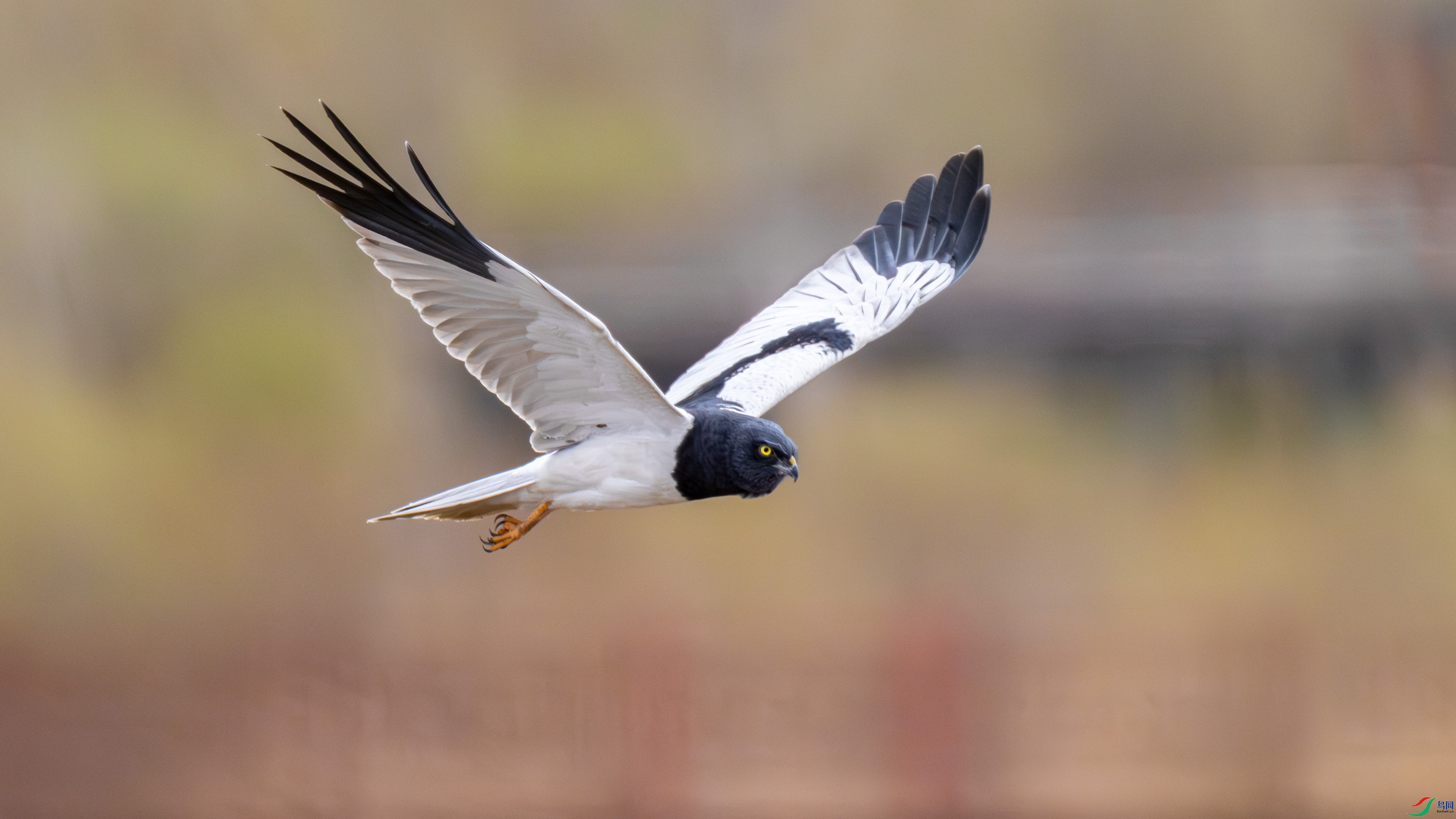 ȵ��