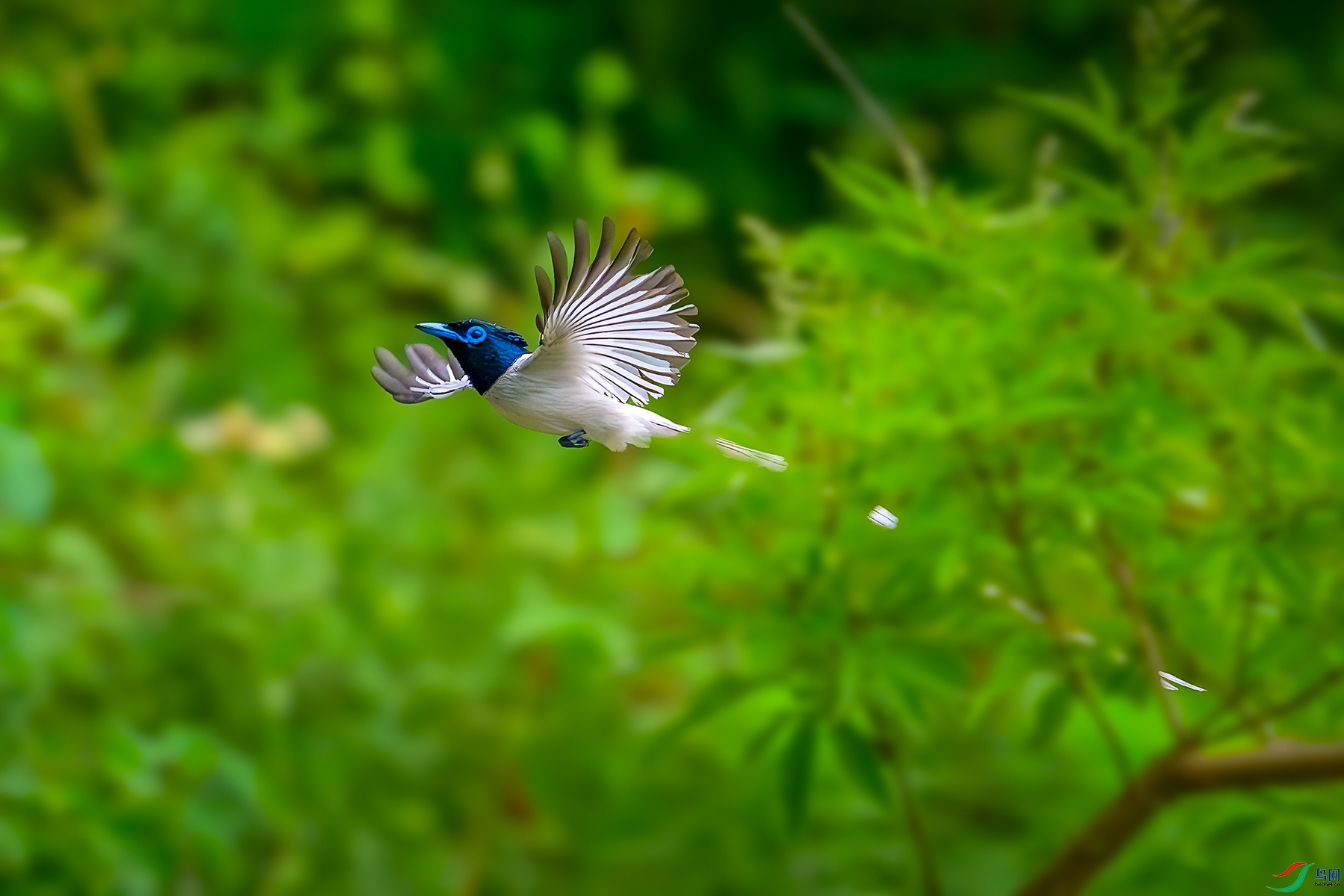DSC_8065b.jpg