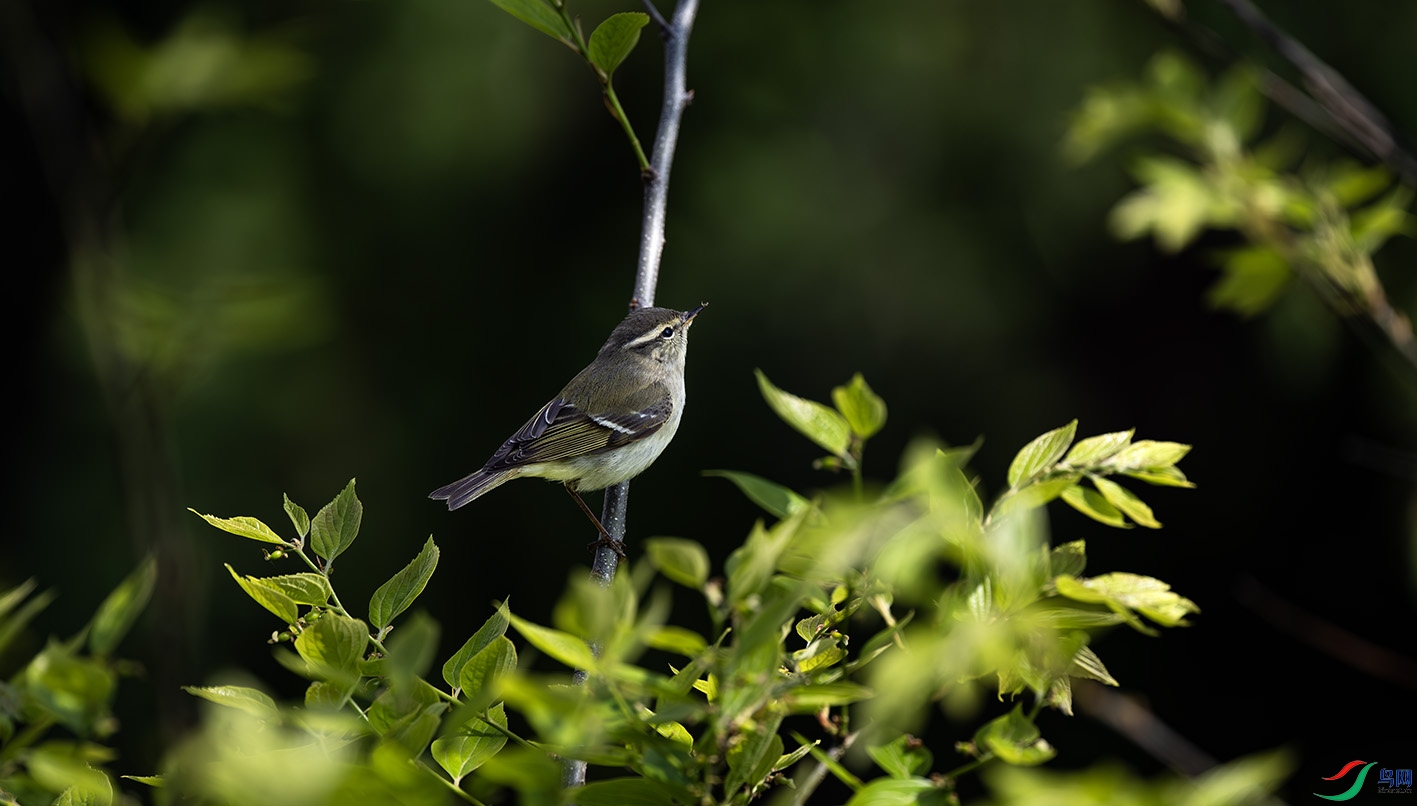 _DSC9131-����ǿ-NR ����.jpg