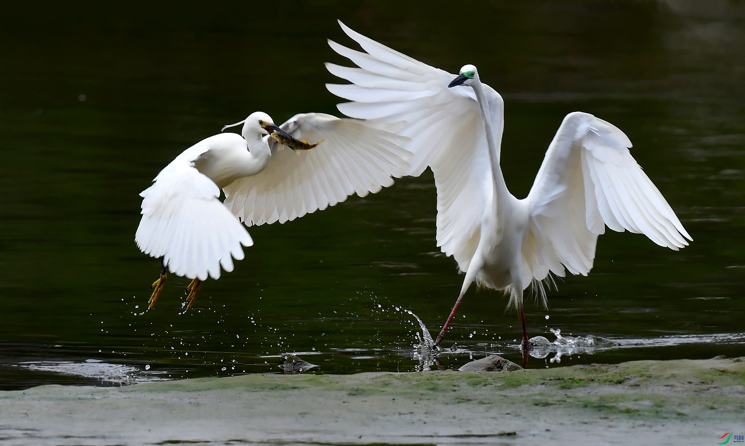 DSC_8470_conew2.jpg