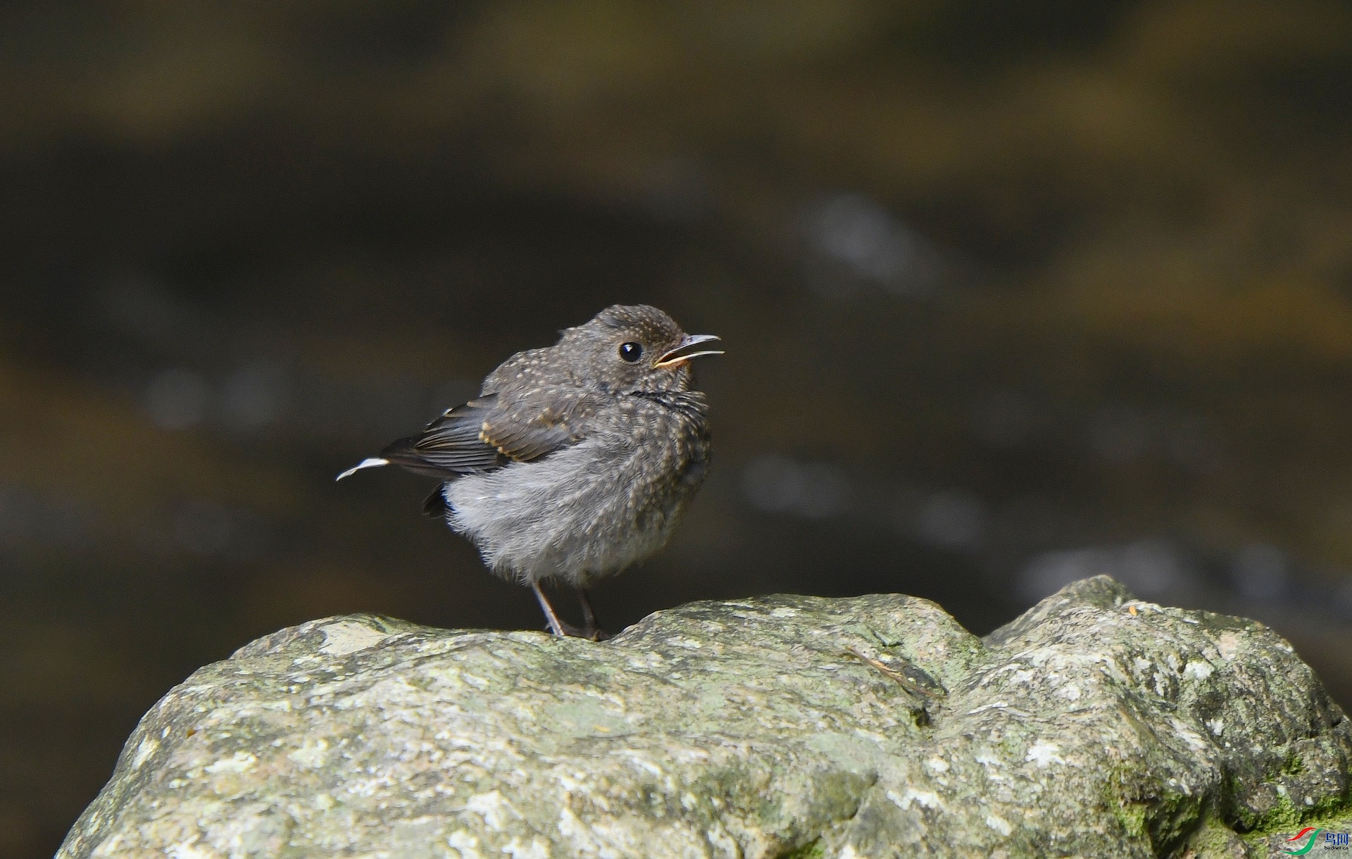 DSC_7239.jpg