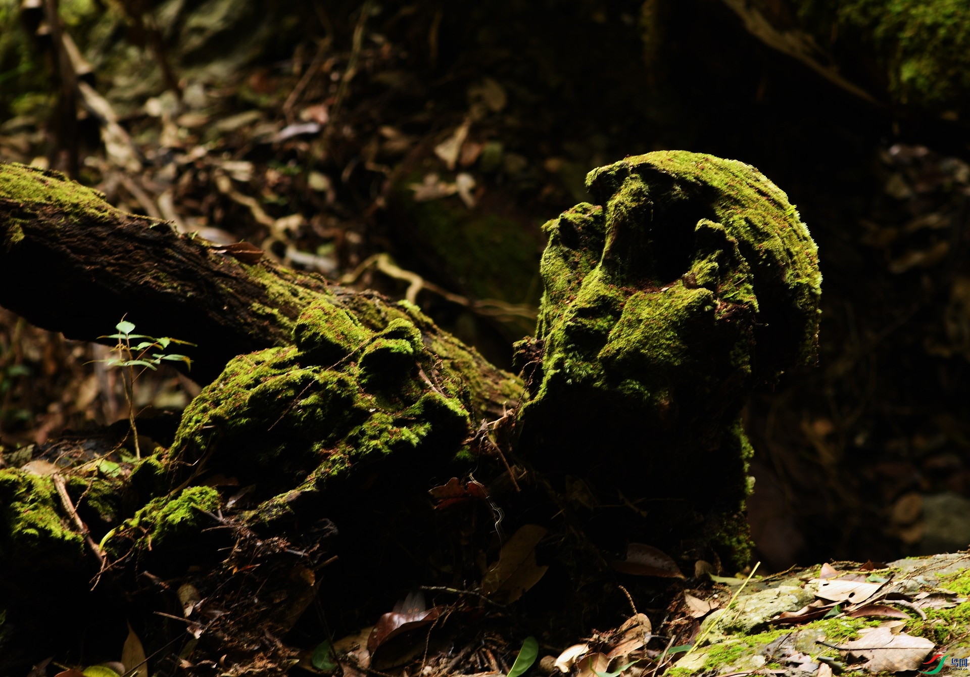 DSC_2616.jpg