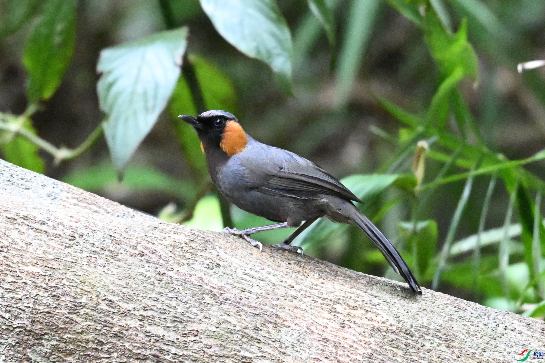 DSC_7642.JPG