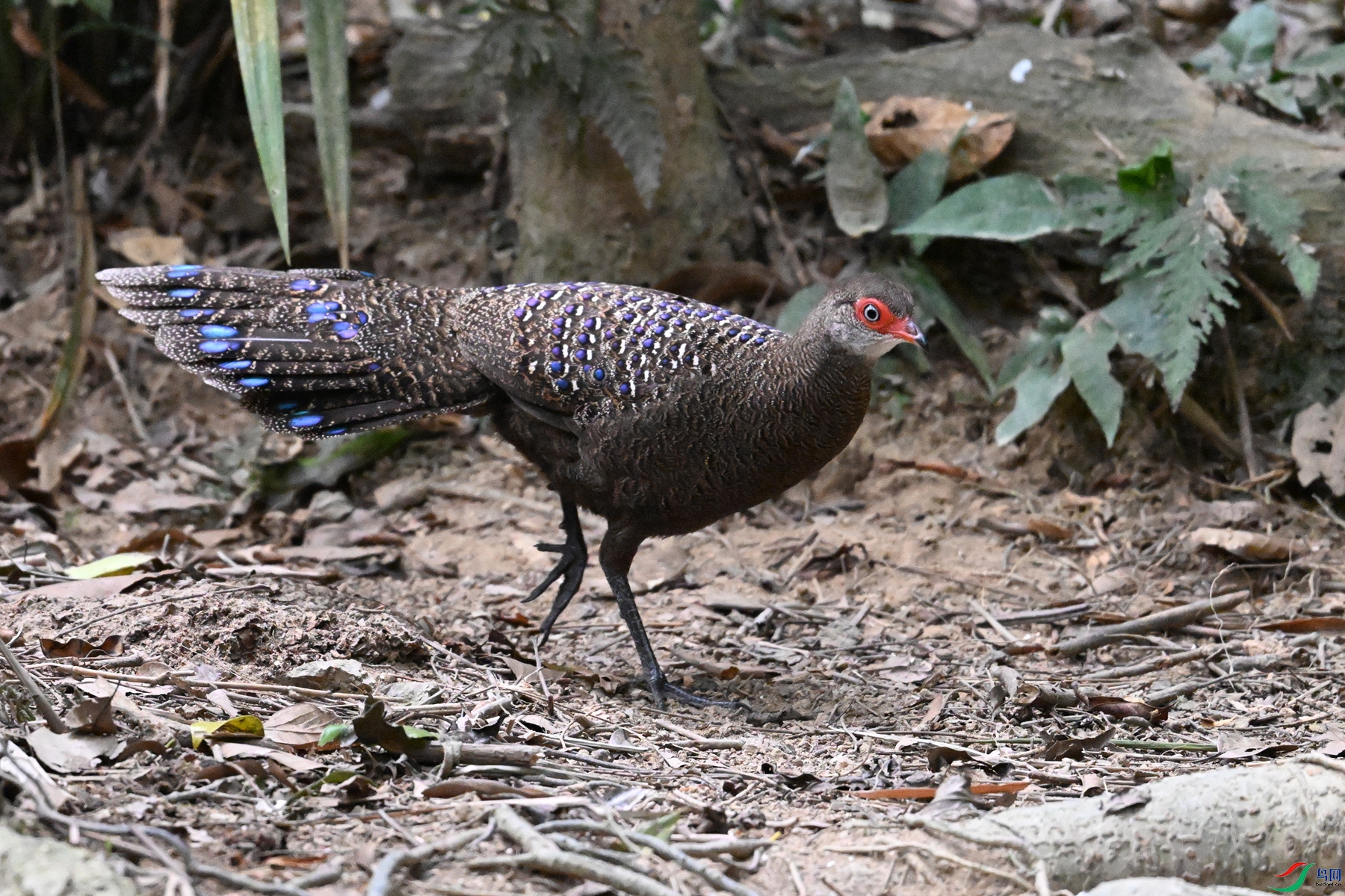 DSC_7667.JPG