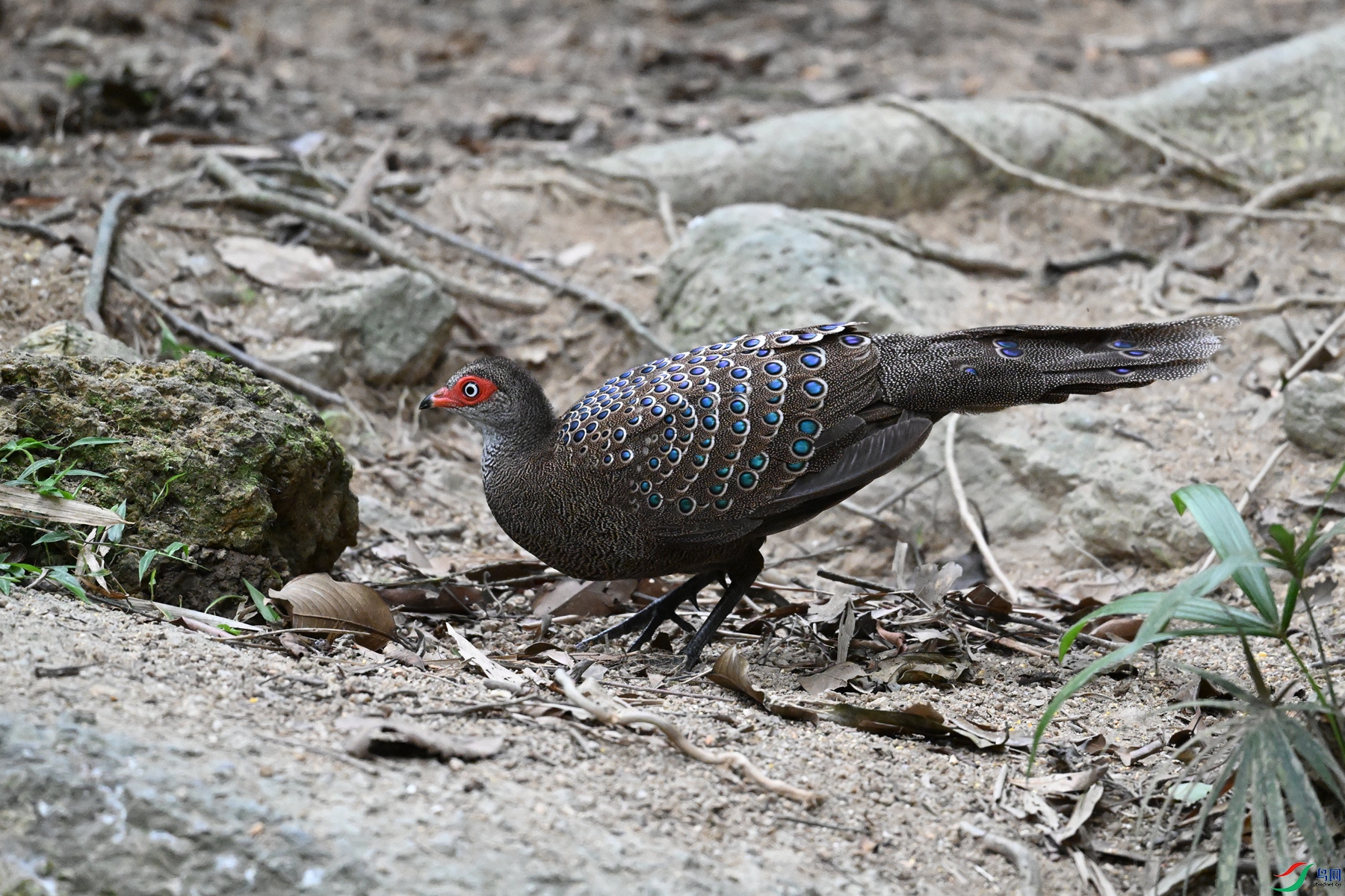 DSC_7626.JPG