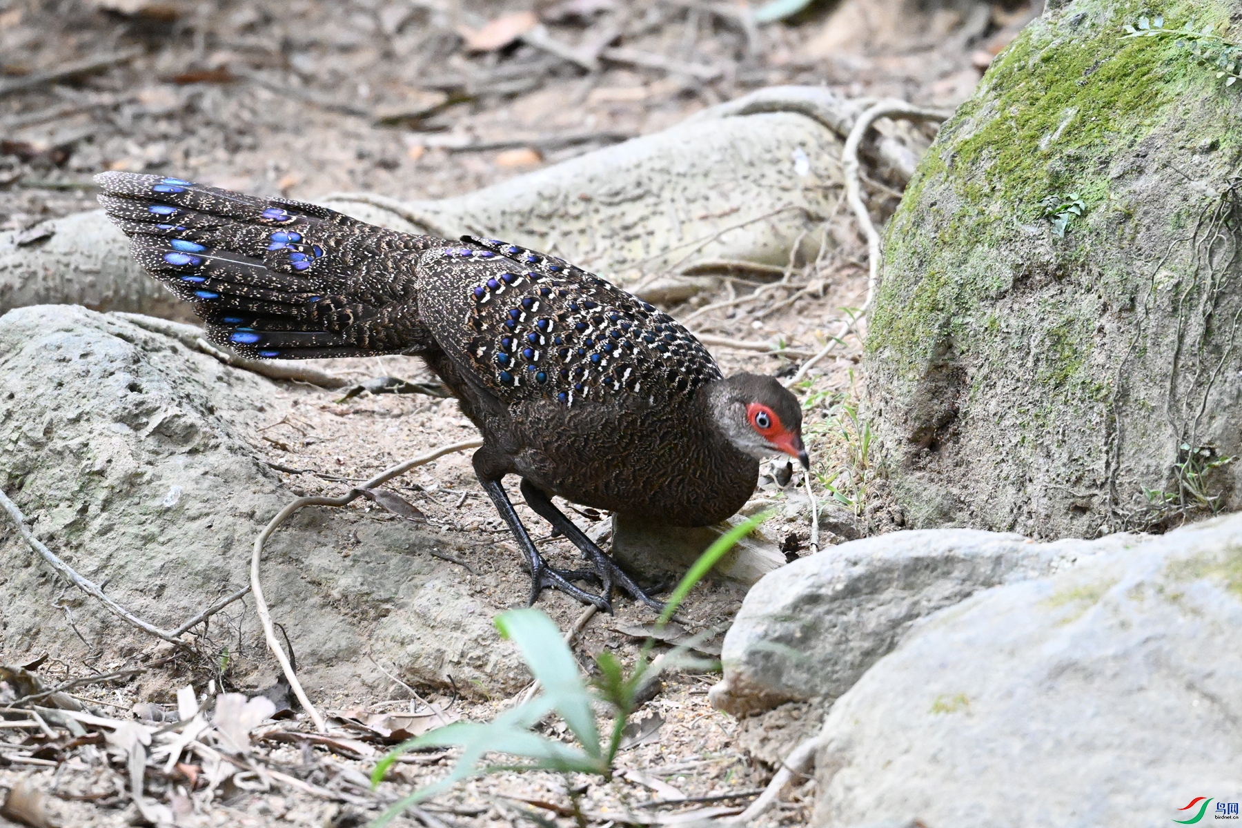DSC_7678.JPG