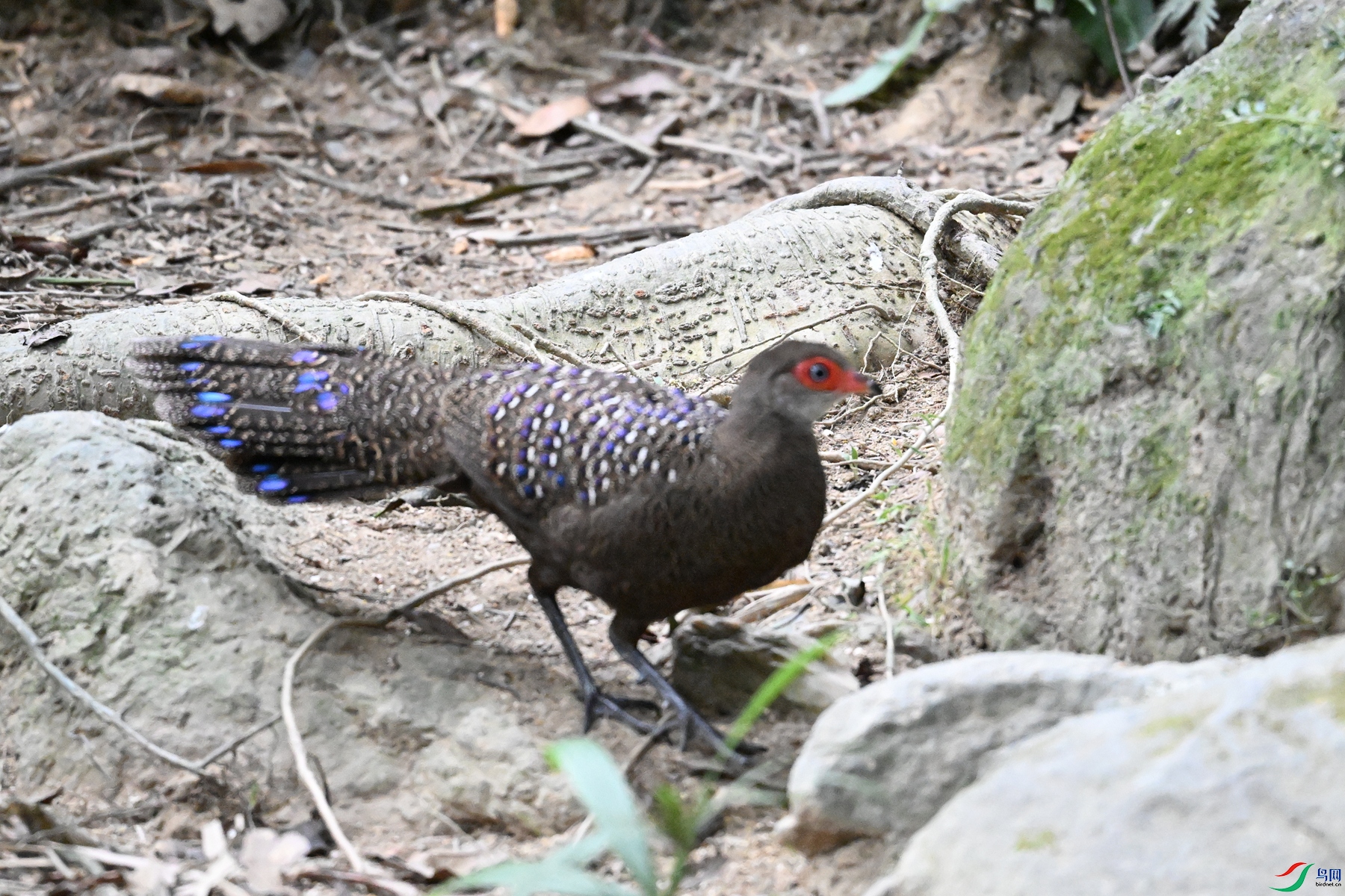 DSC_7682.JPG