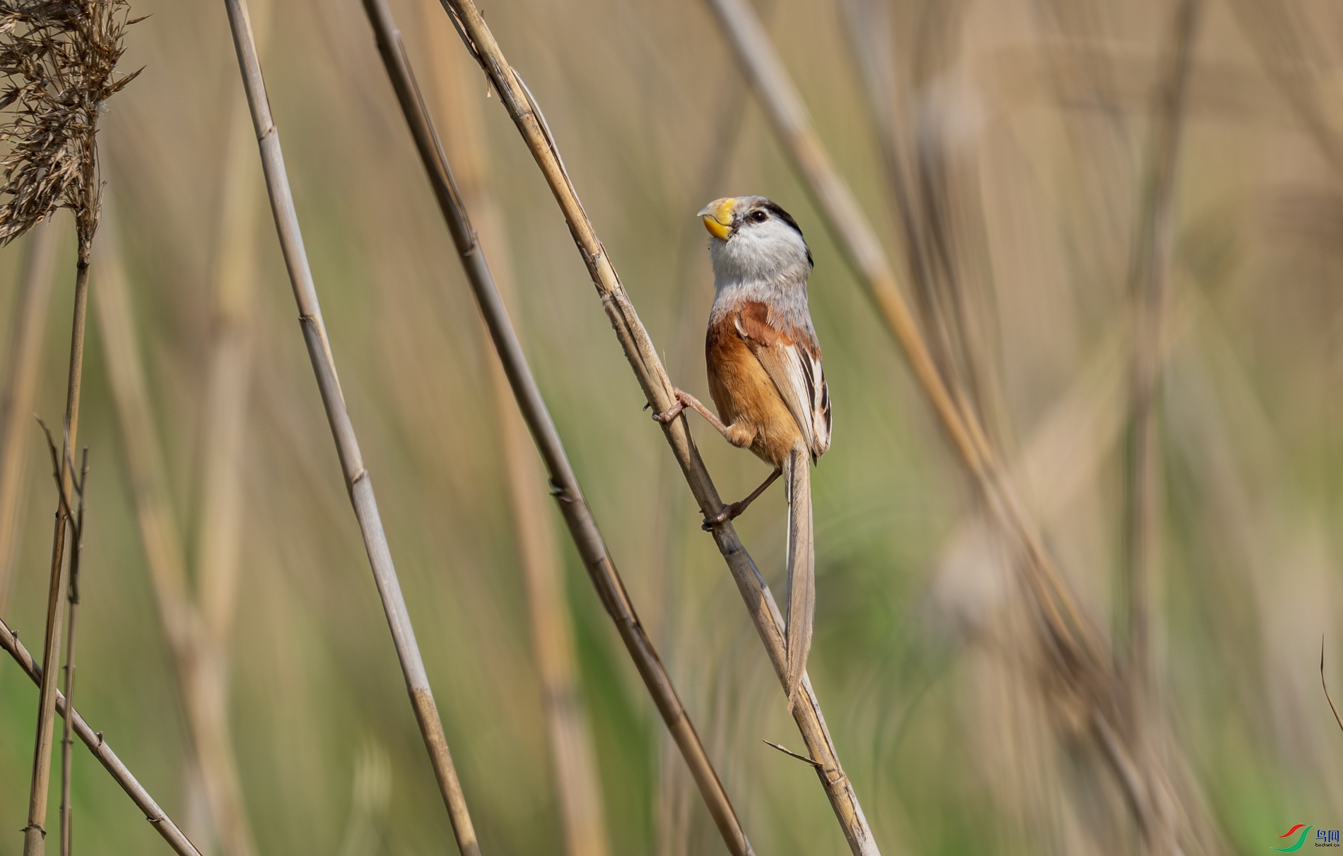 DSC_2421.jpg