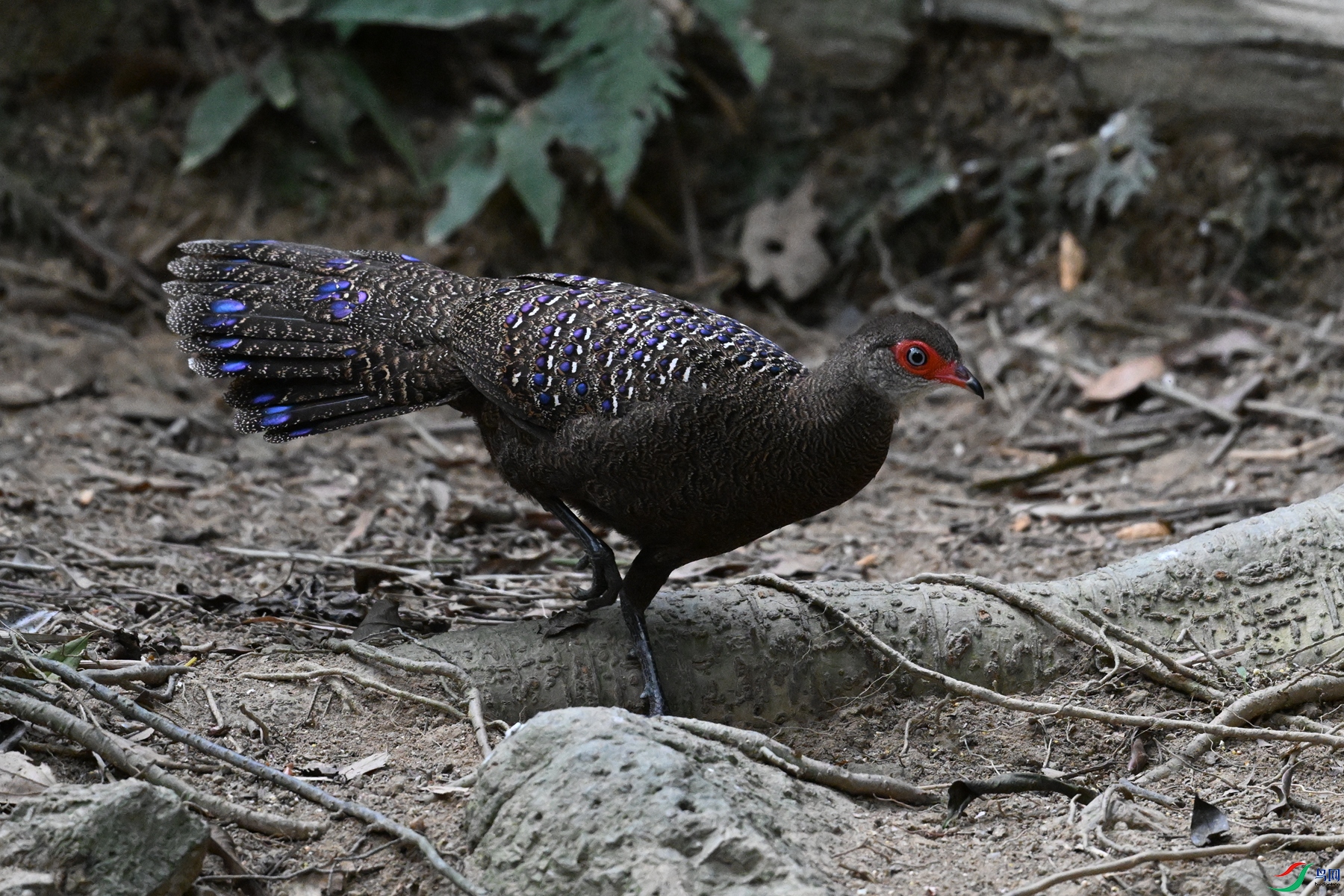 DSC_7674.JPG
