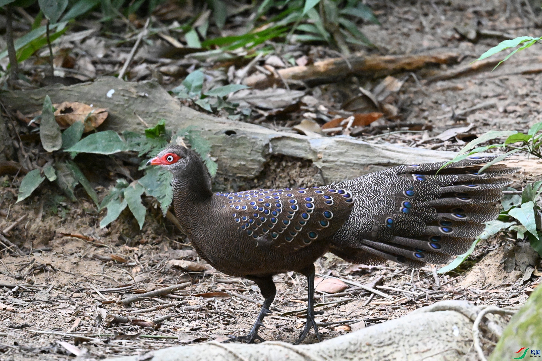 DSC_7695.JPG