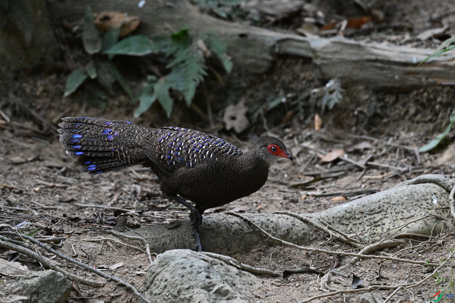 DSC_7675.JPG