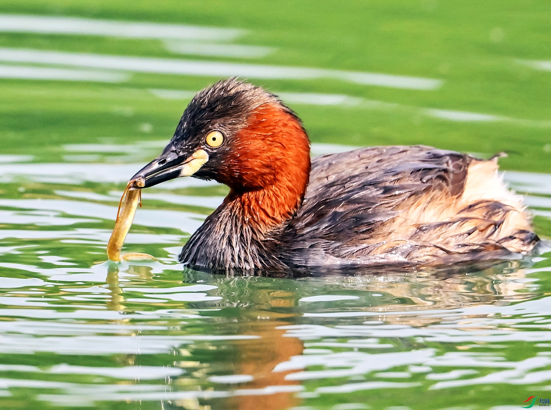 DSC_1356---_conew1.jpg