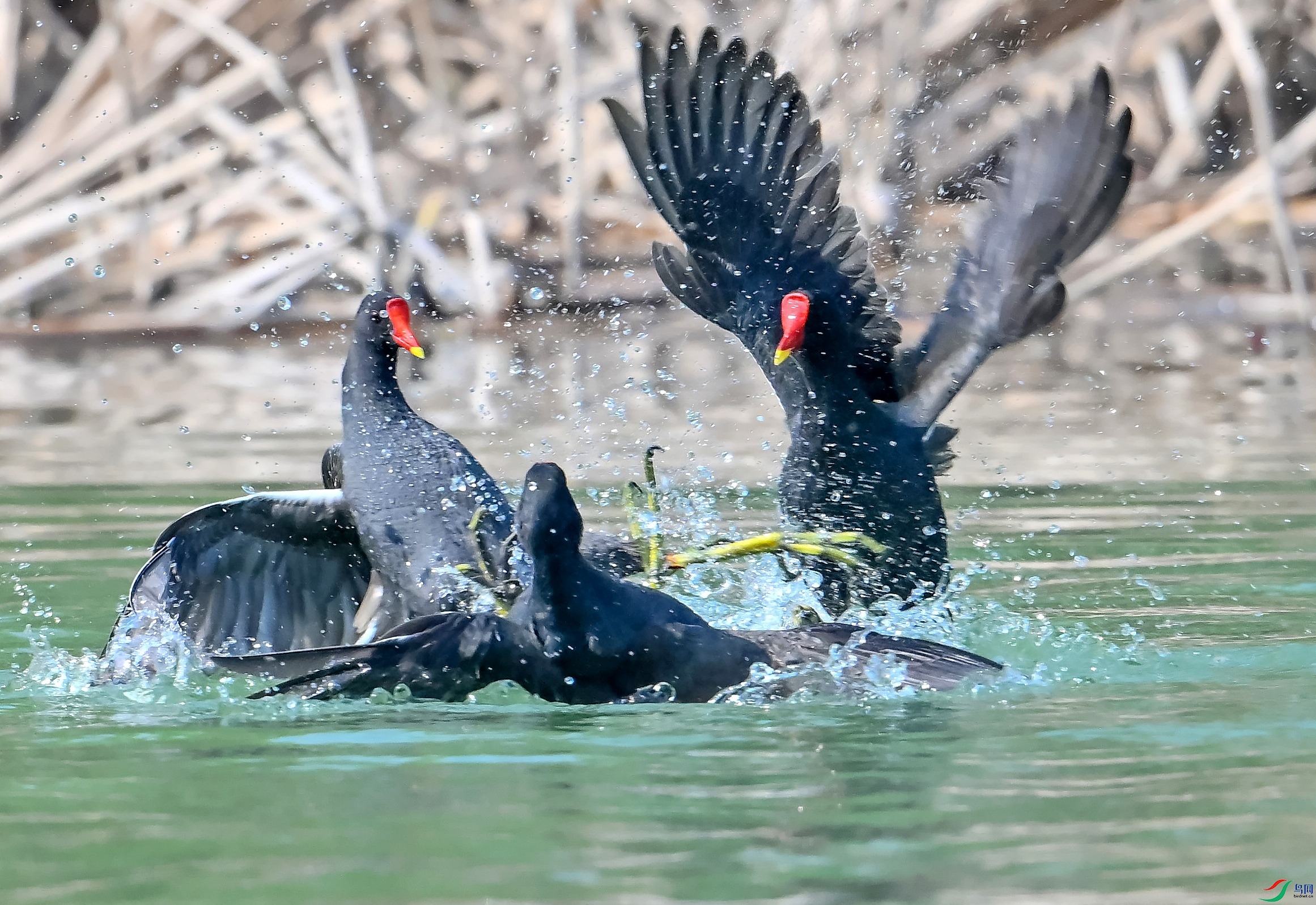 DSC_8164---_conew1.jpg