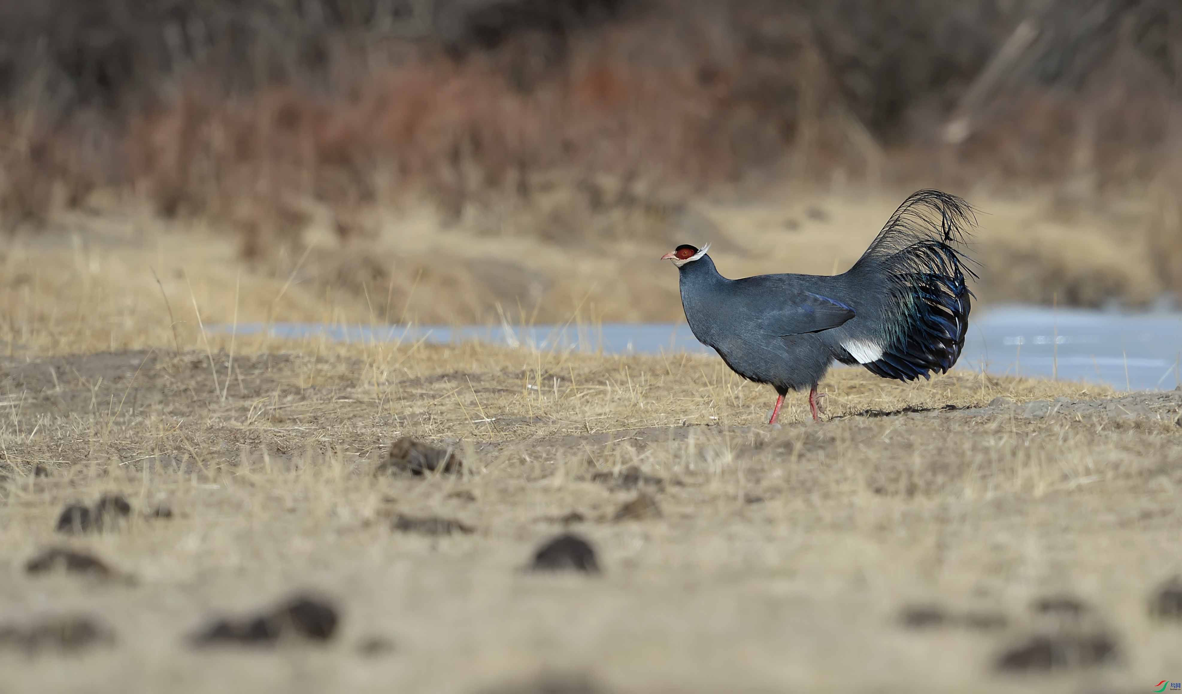 DSC_2247.jpg