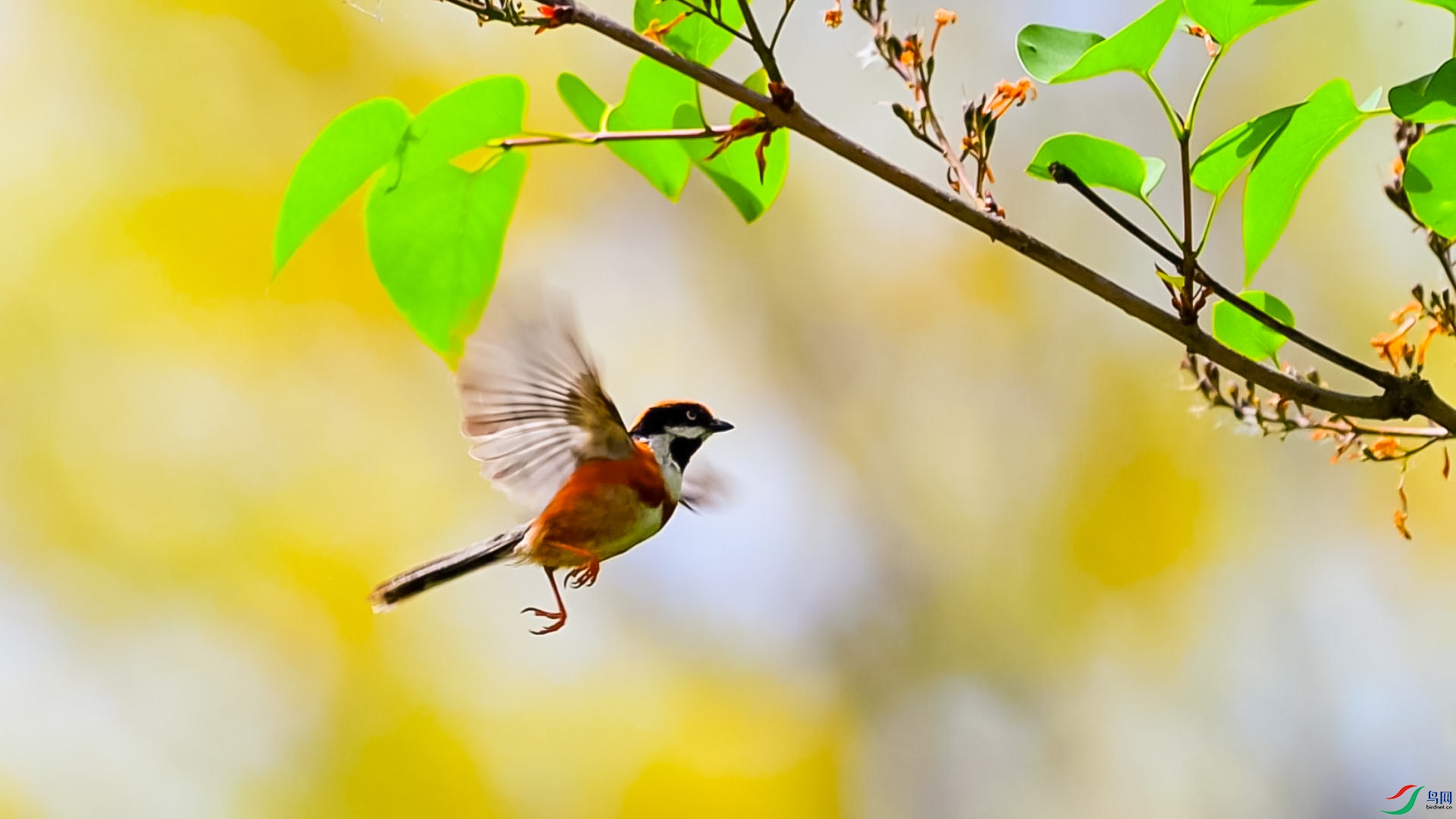 ��������-���� ����.jpg