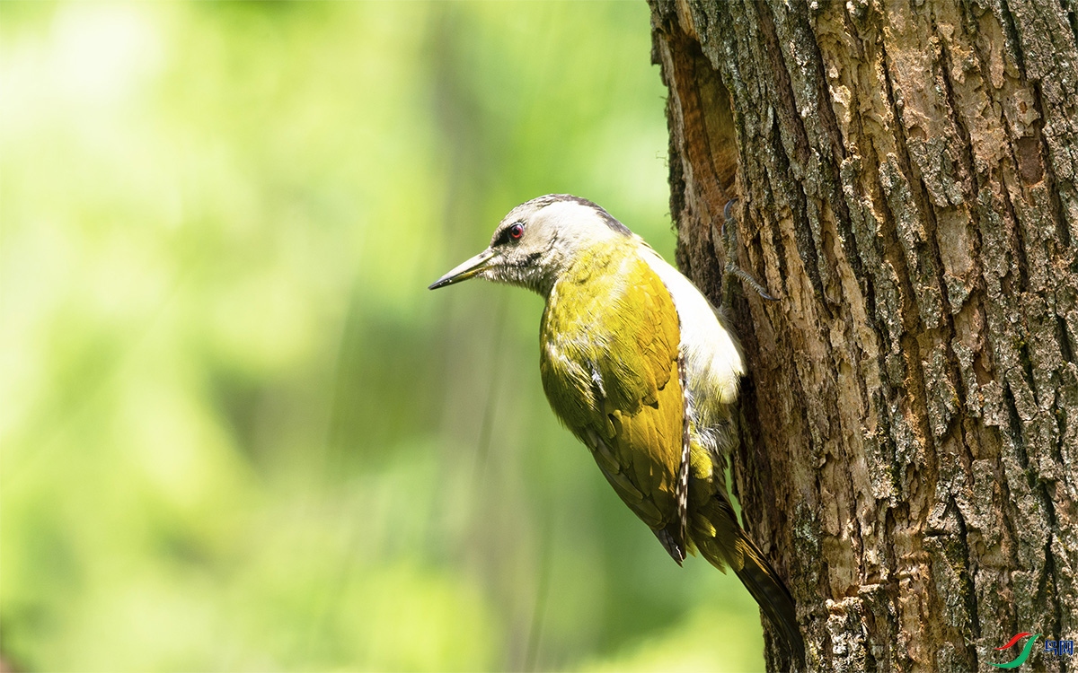 �ξ������w