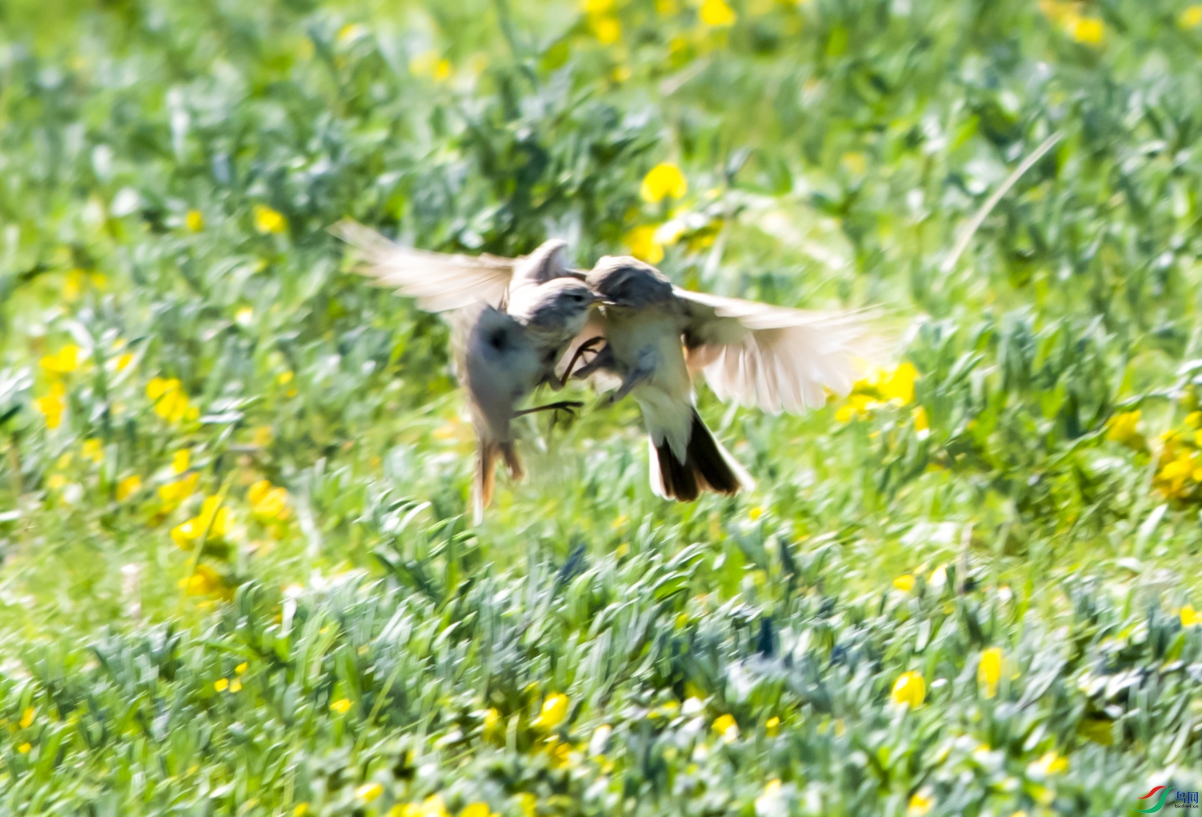DSC_1334.jpg
