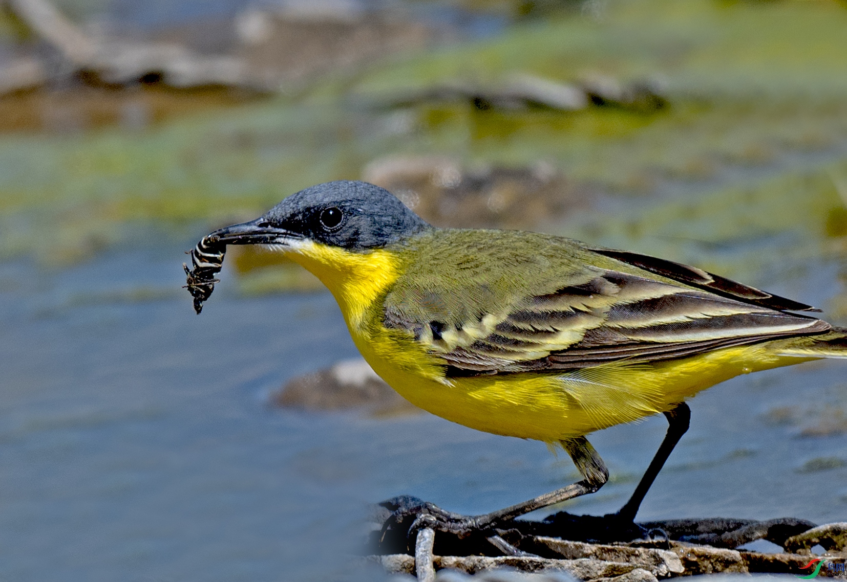 _DSC3788.jpg