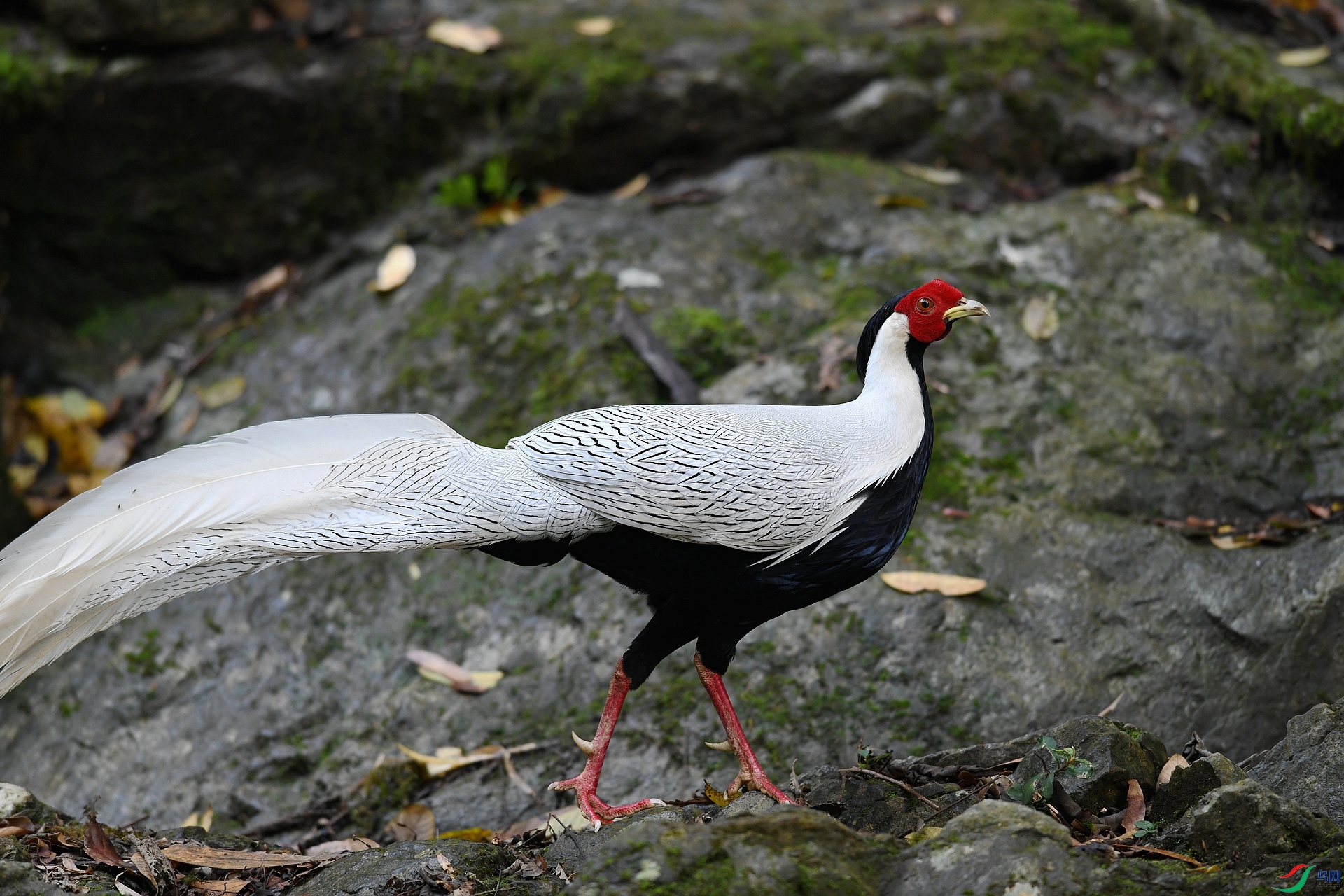 DSC_8887.jpg