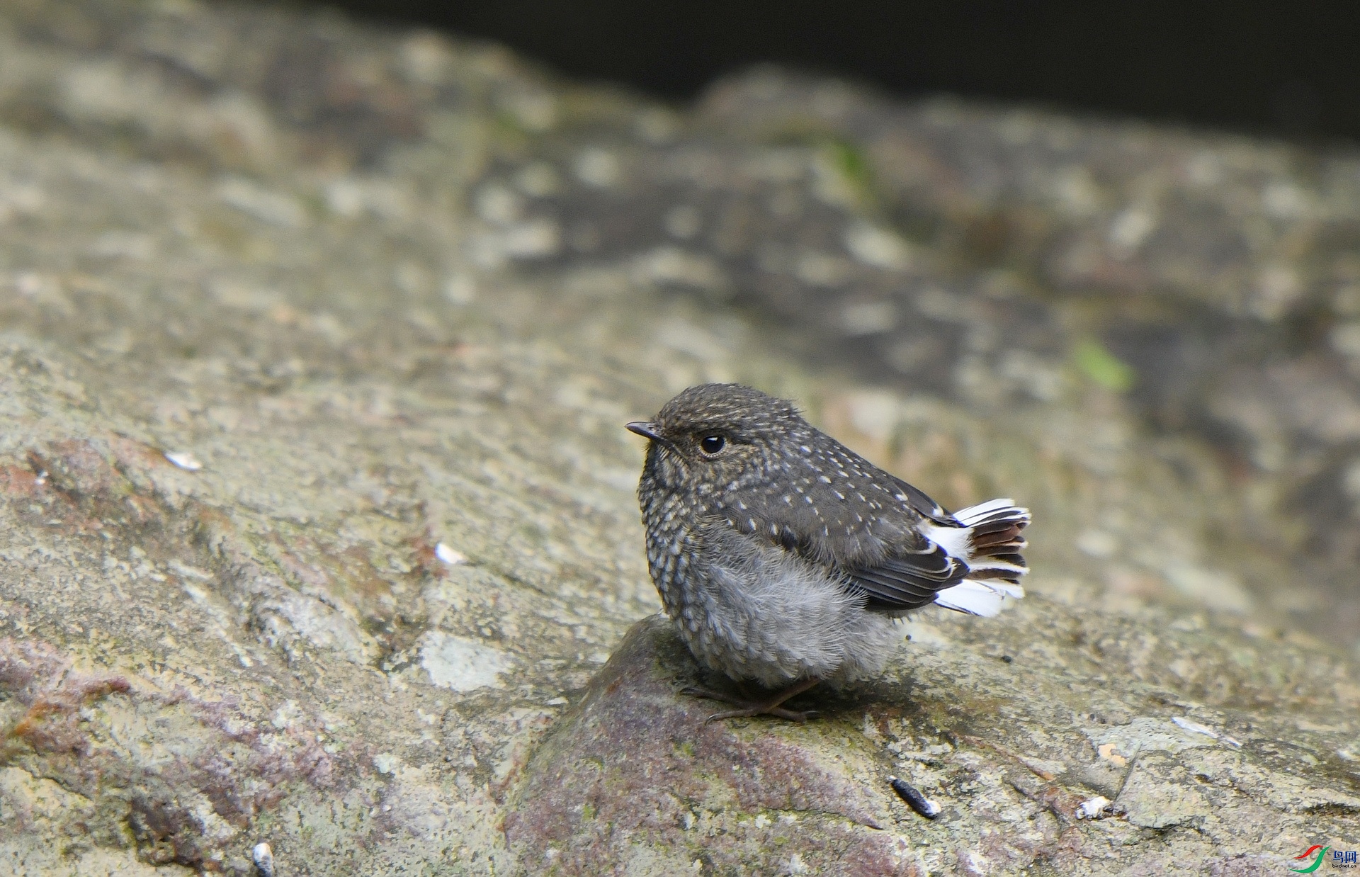 DSC_7110.jpg
