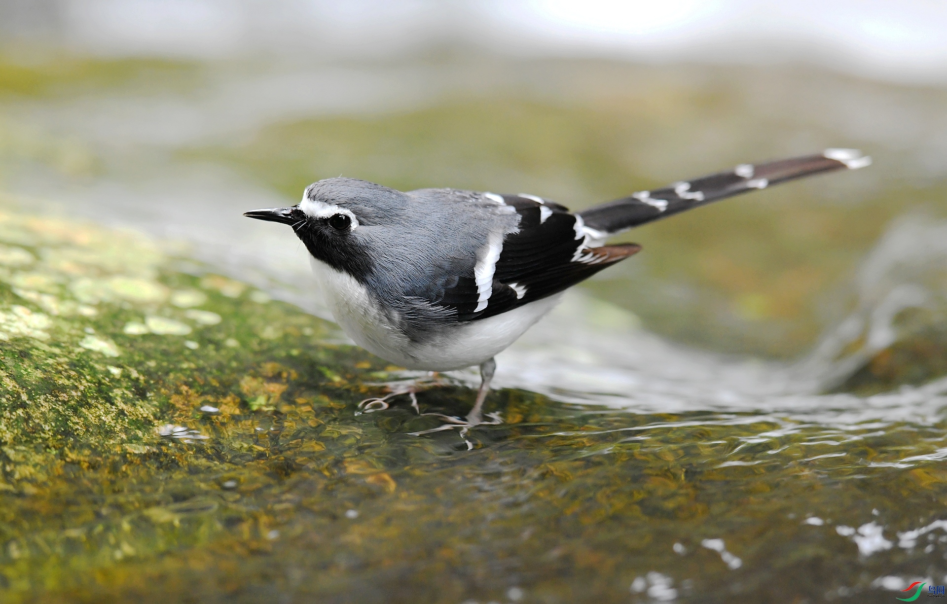 DSC_2234.jpg