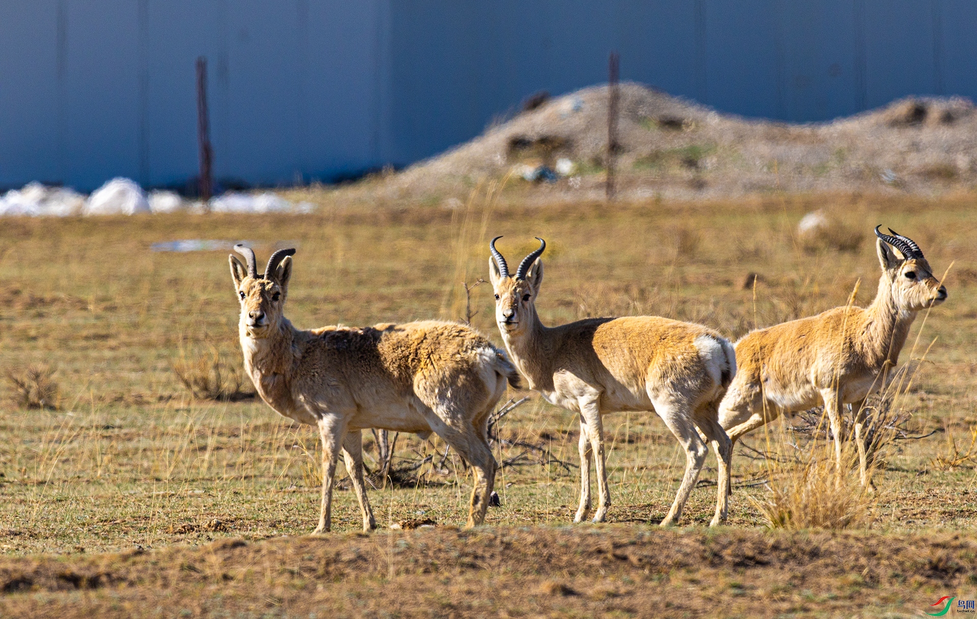 066A9990 ����.jpg