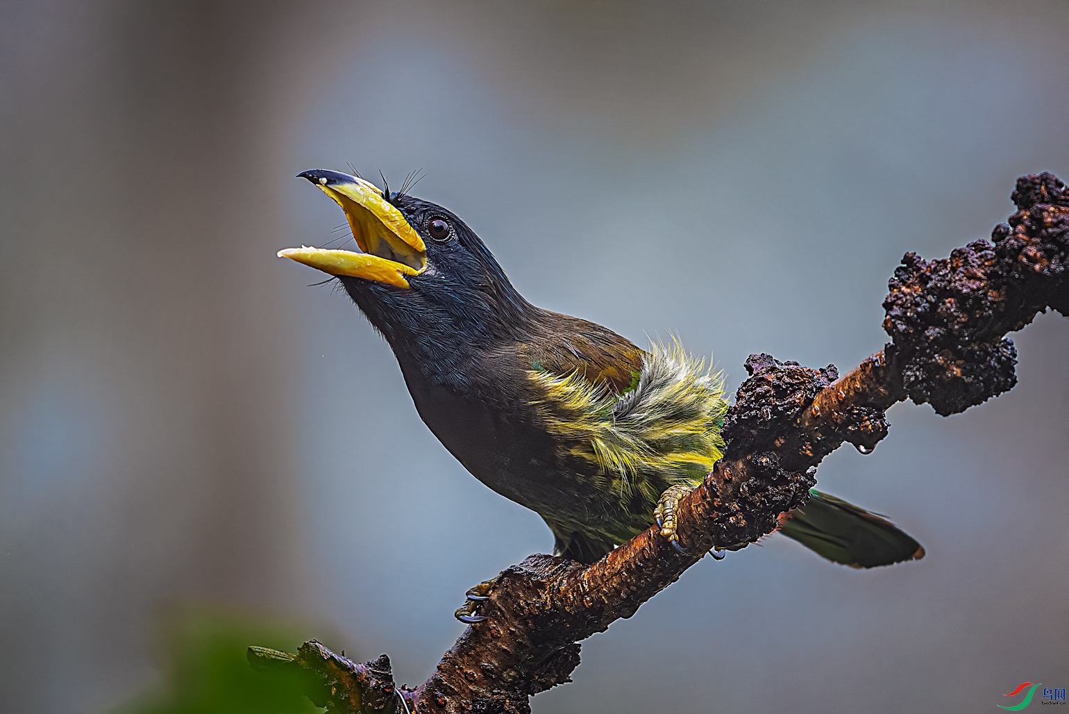 ������ľ��