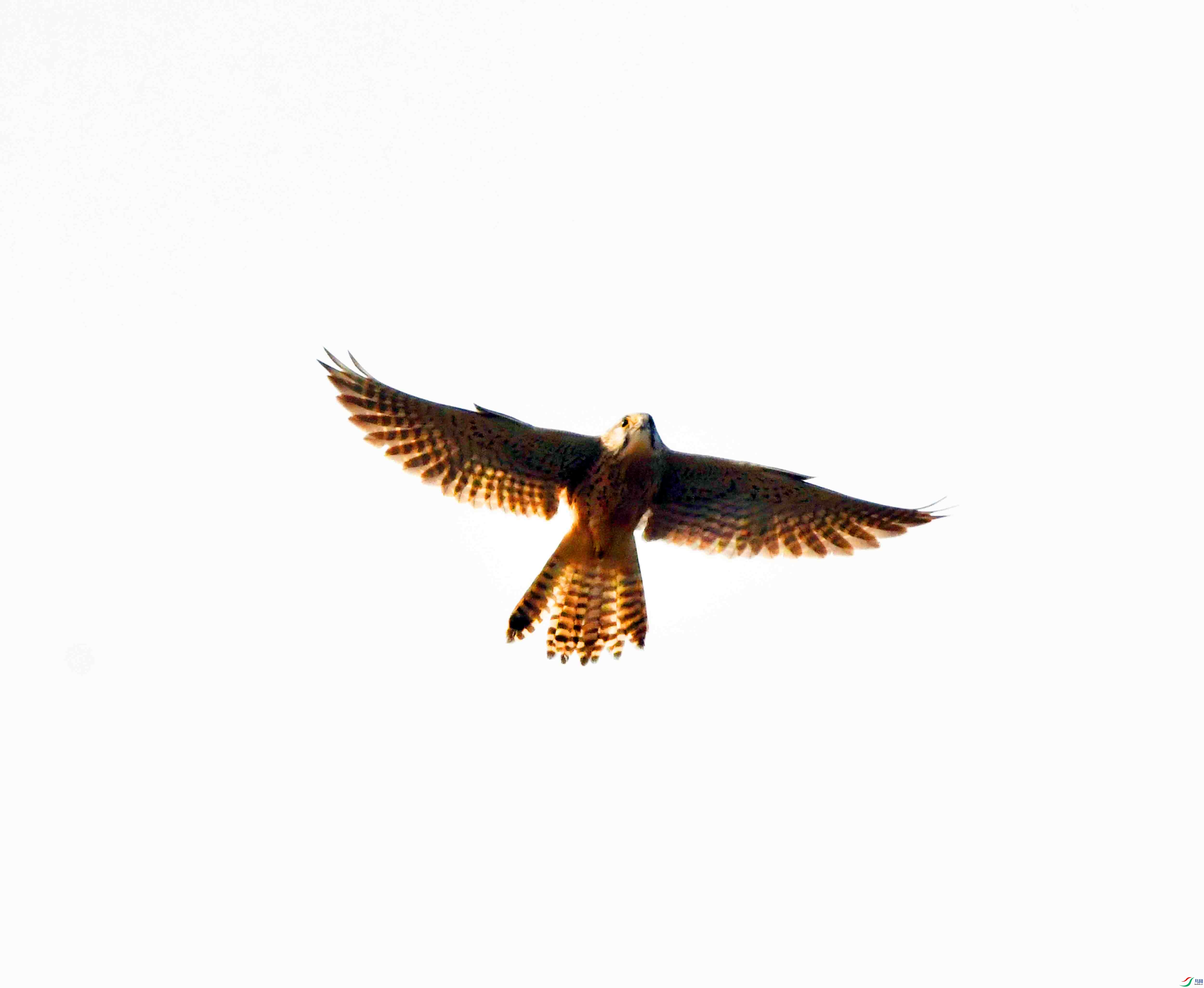 DSC_6432.JPG