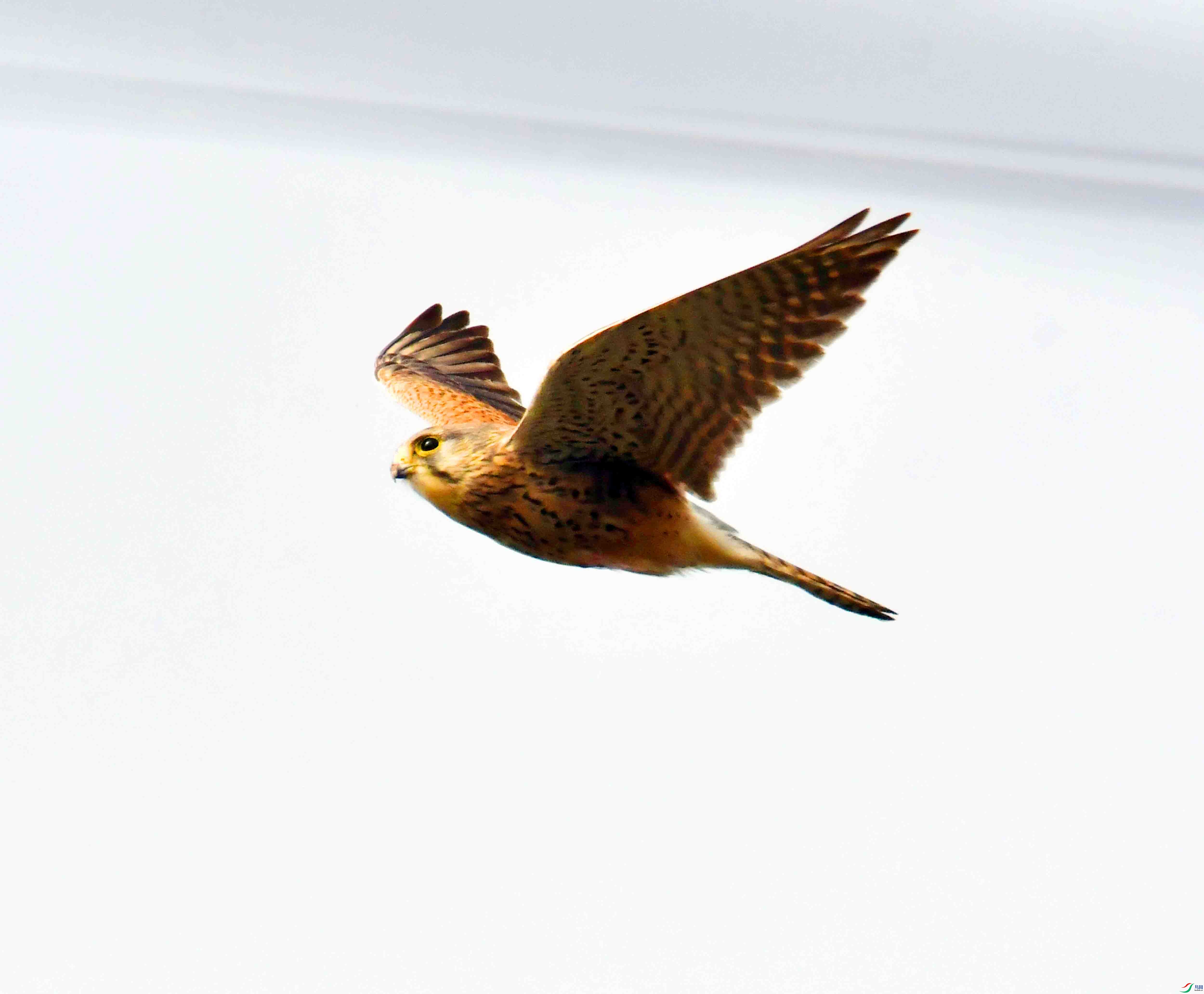 DSC_6427.JPG