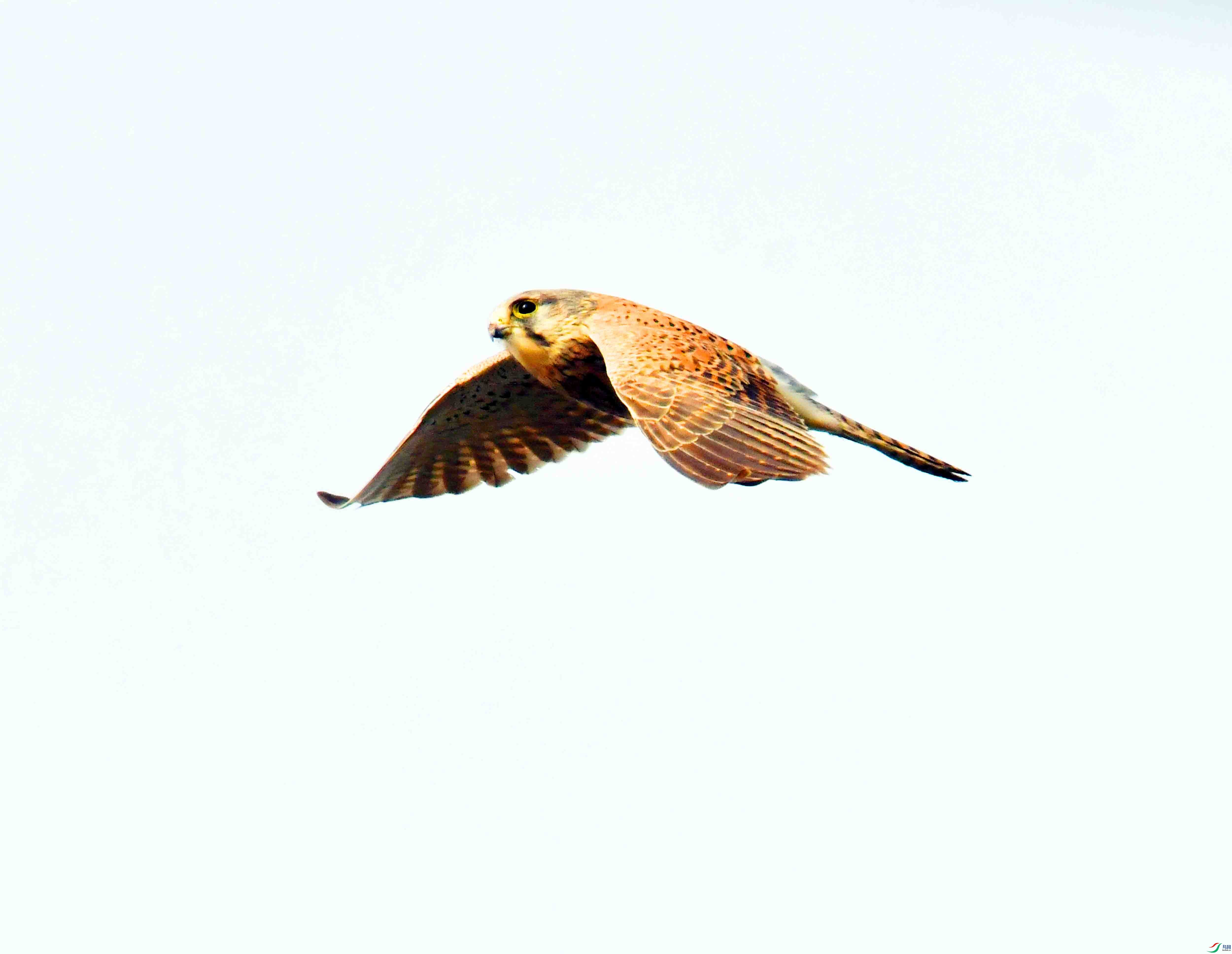 DSC_6426.JPG