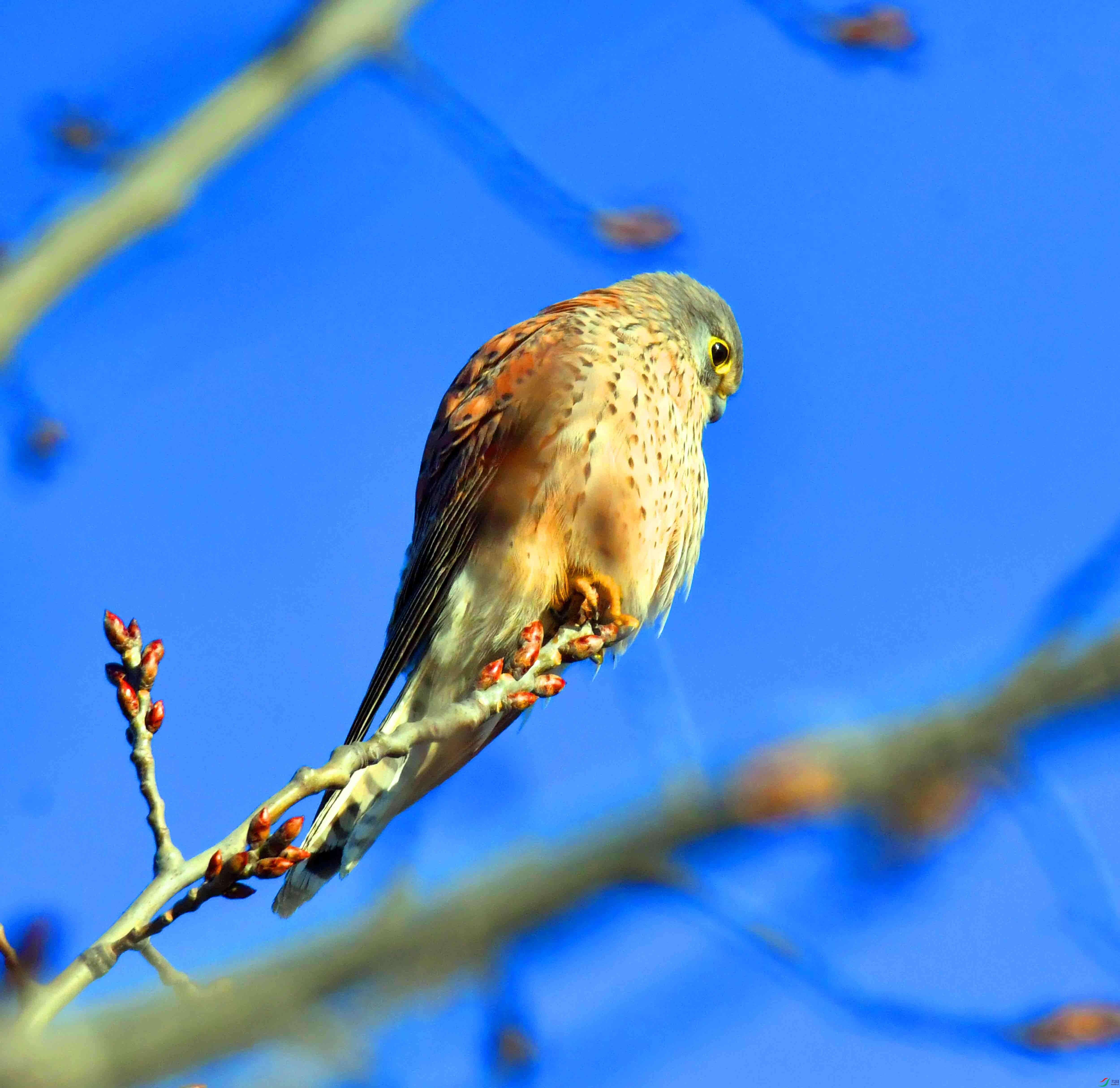 DSC_7654.JPG