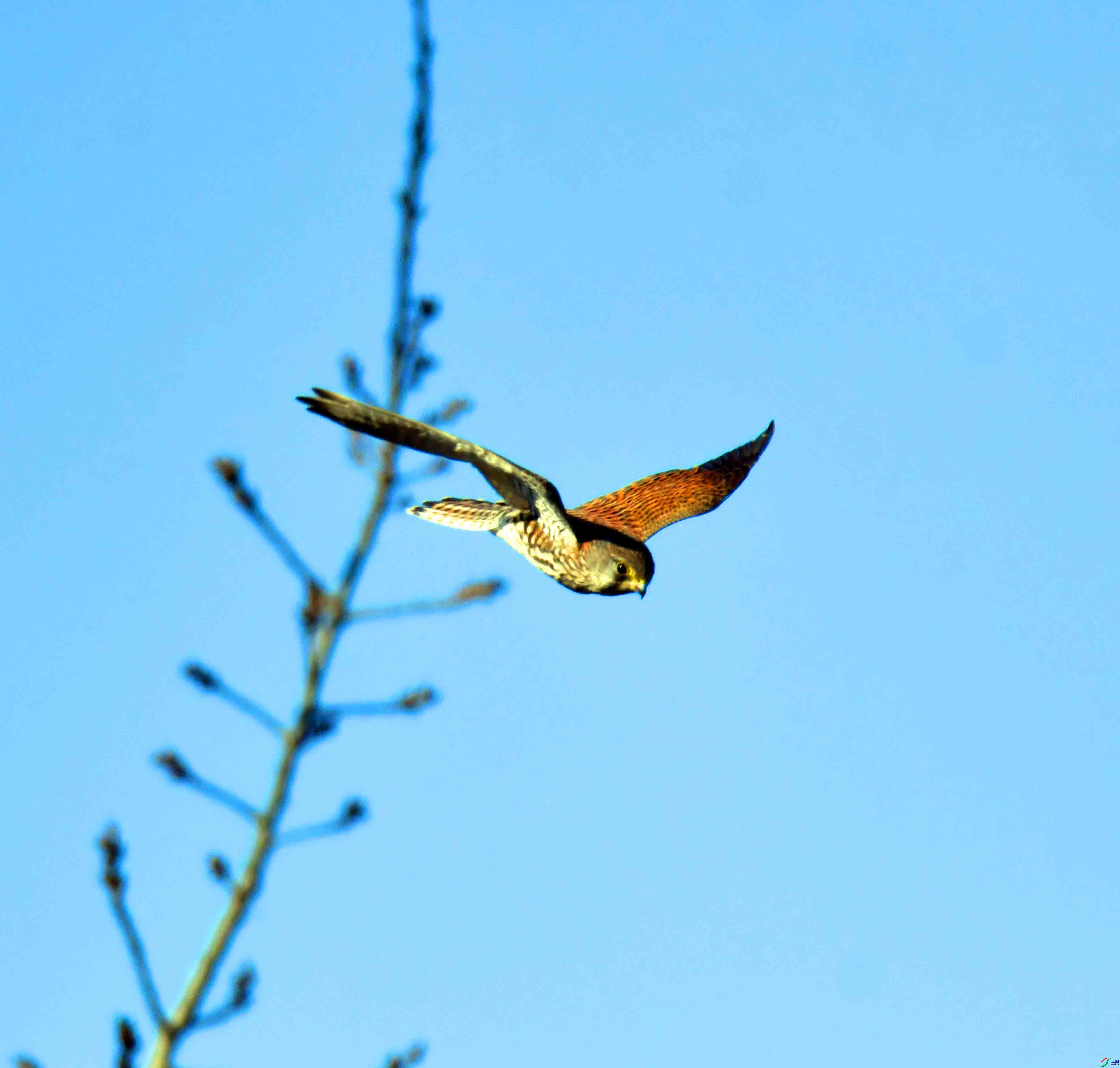 DSC_8787.JPG