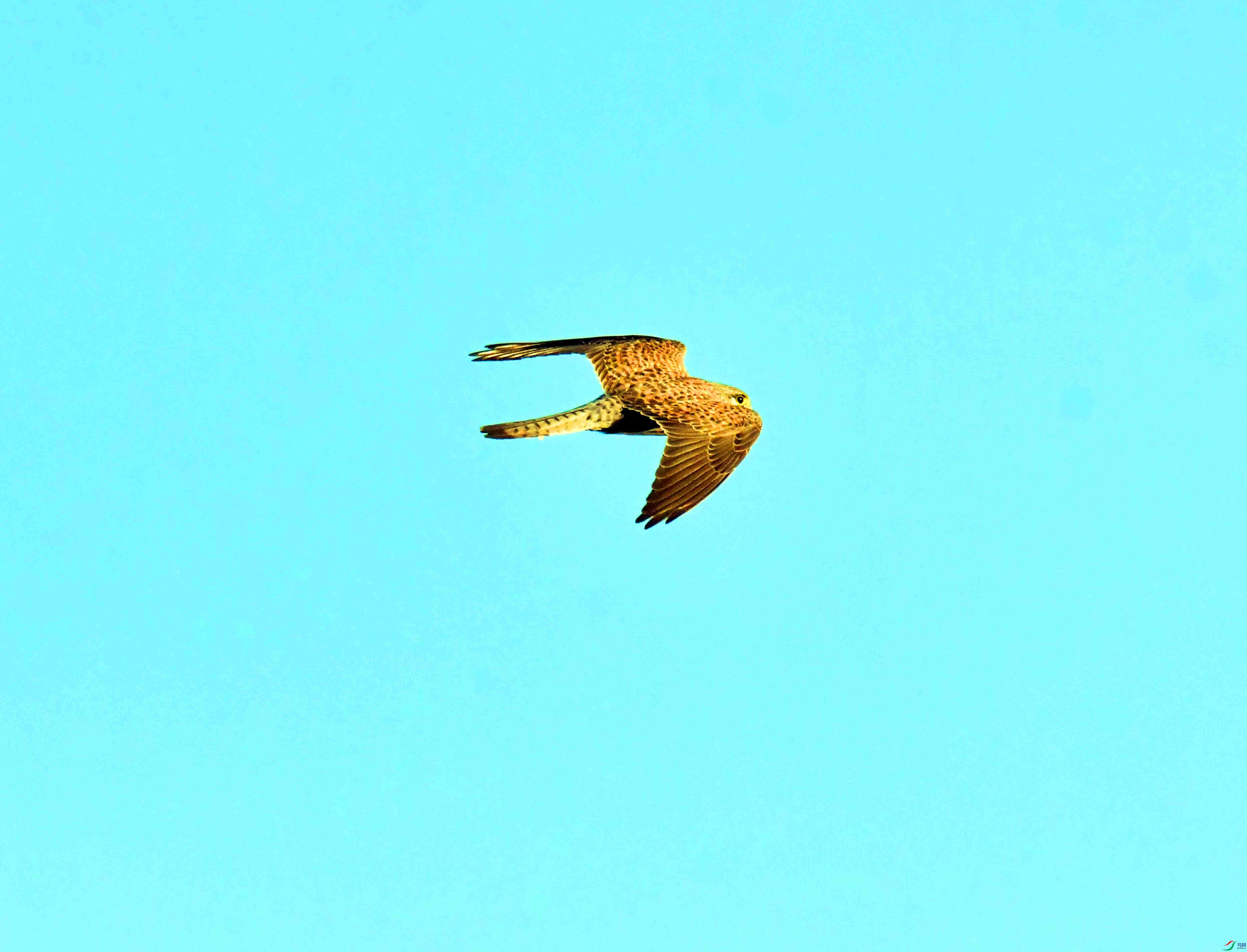 DSC_9944.JPG