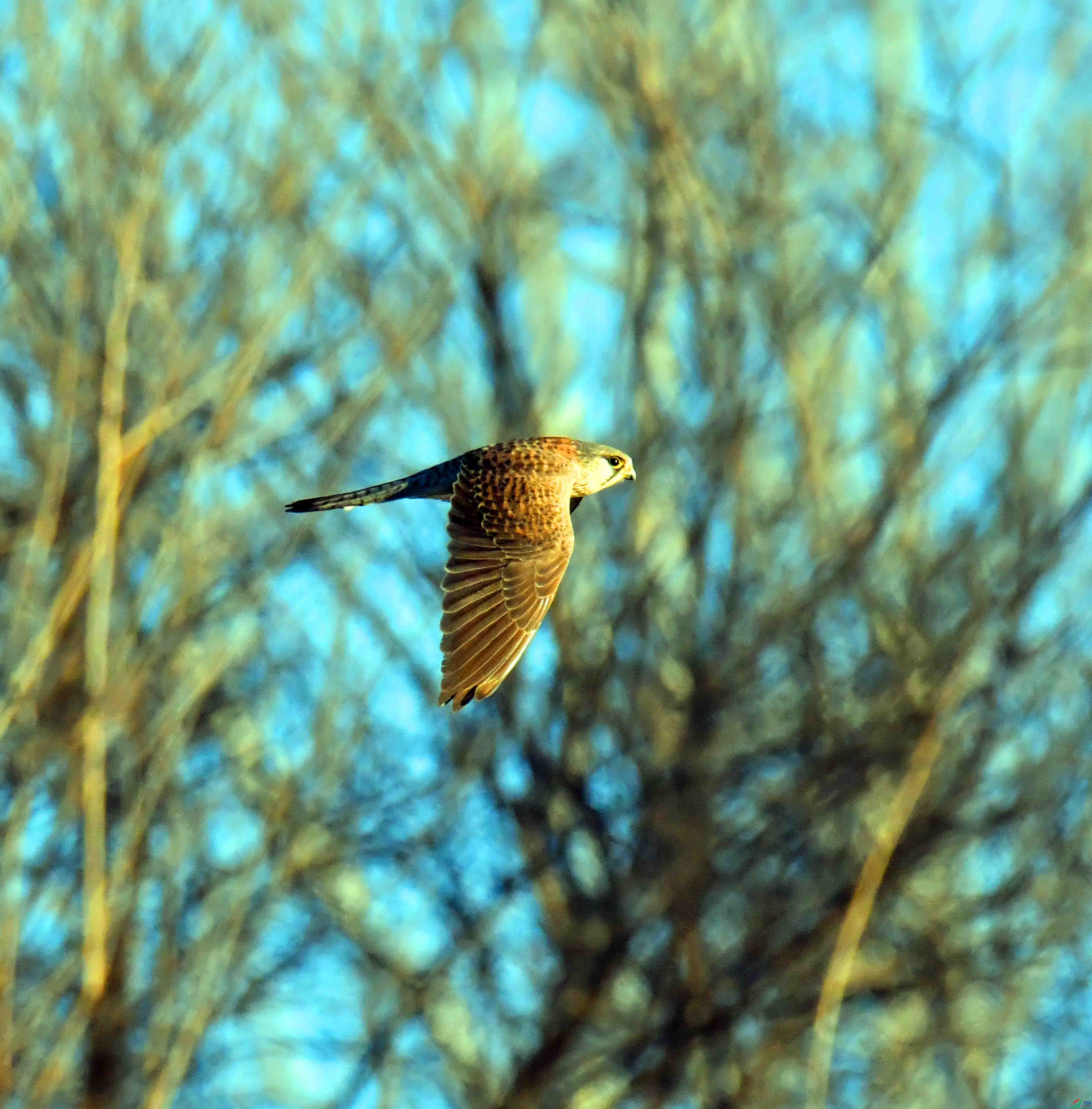 DSC_9948.JPG