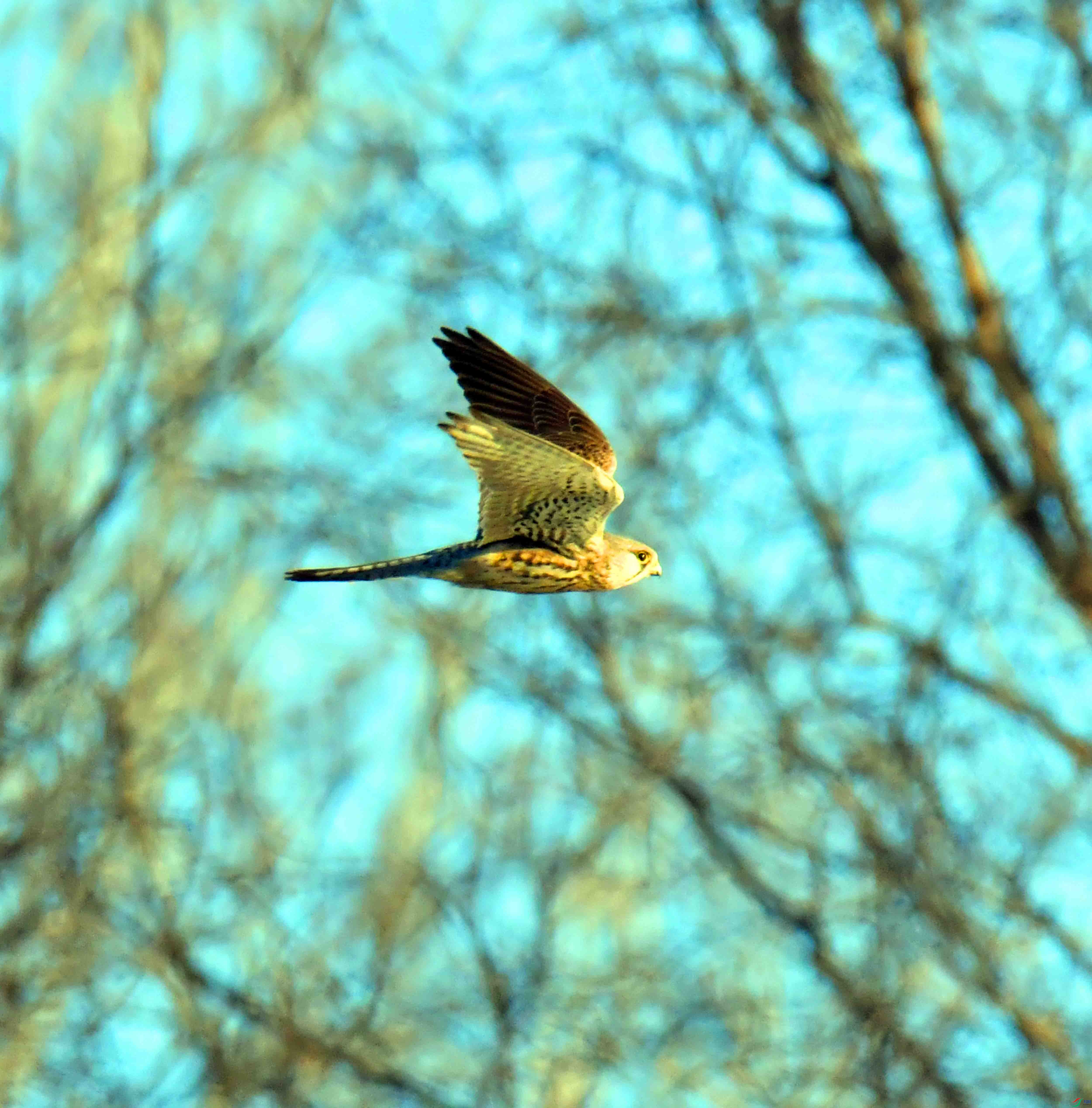 DSC_9949.JPG