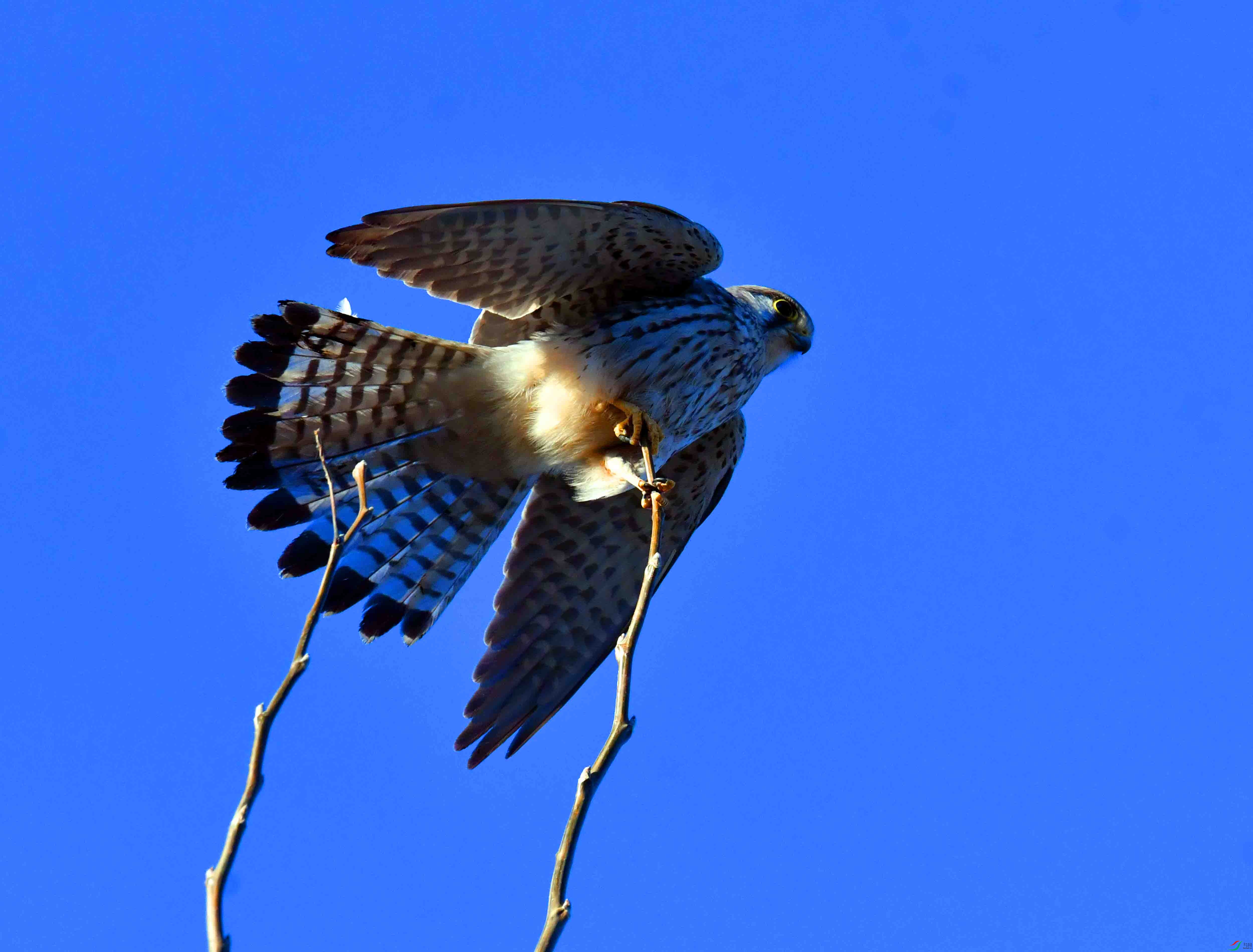 DSC_9987.JPG