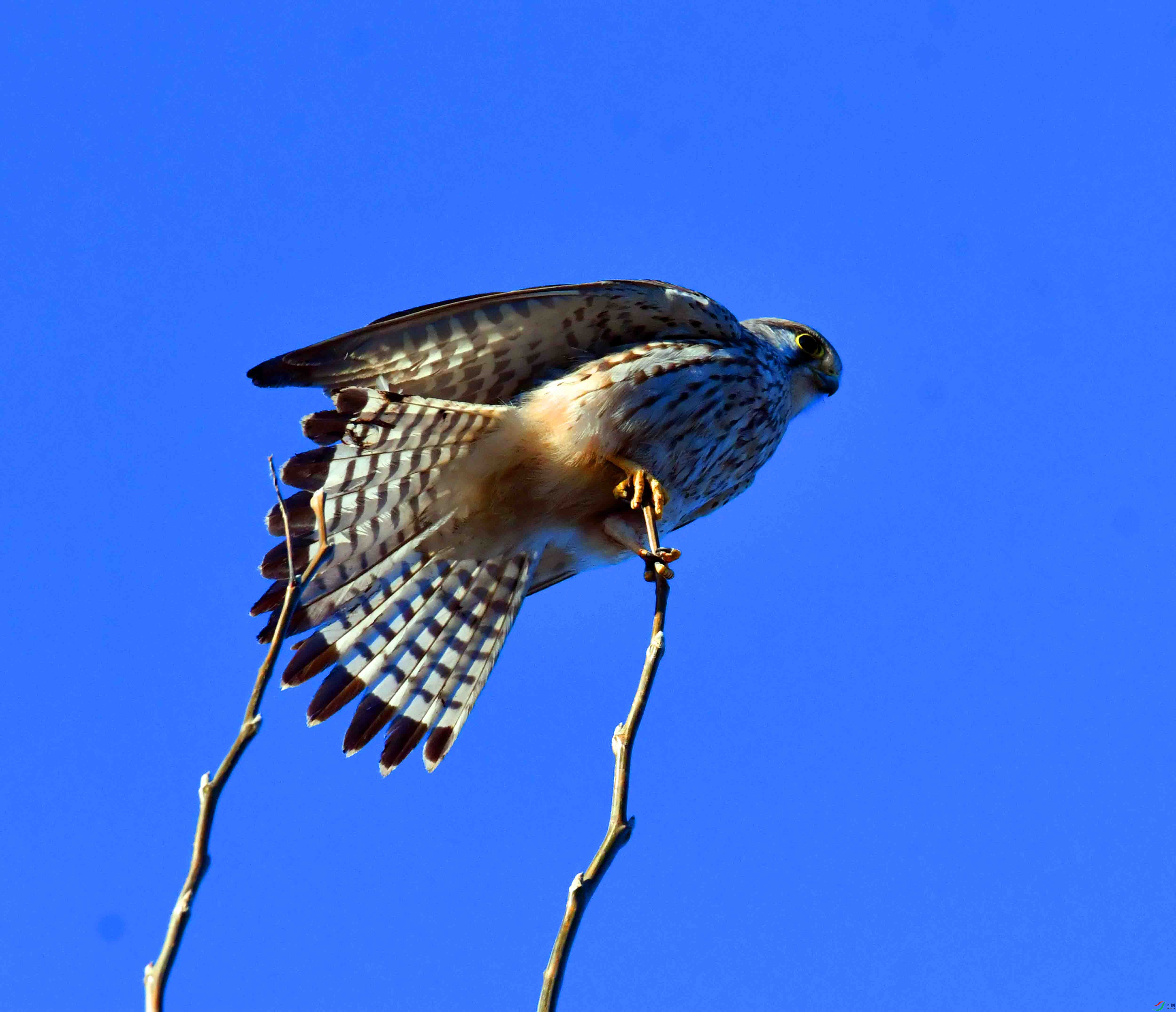 DSC_9988.JPG
