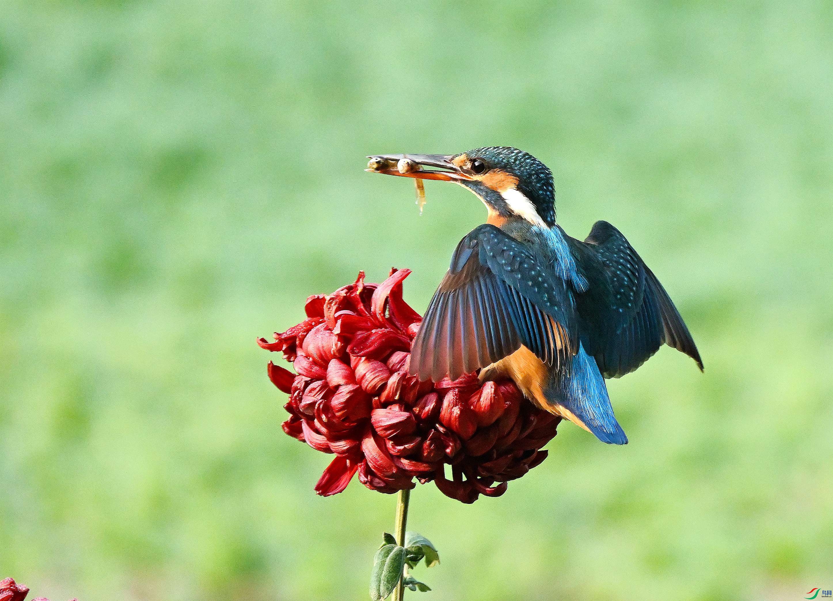 DSC_7722.JPG