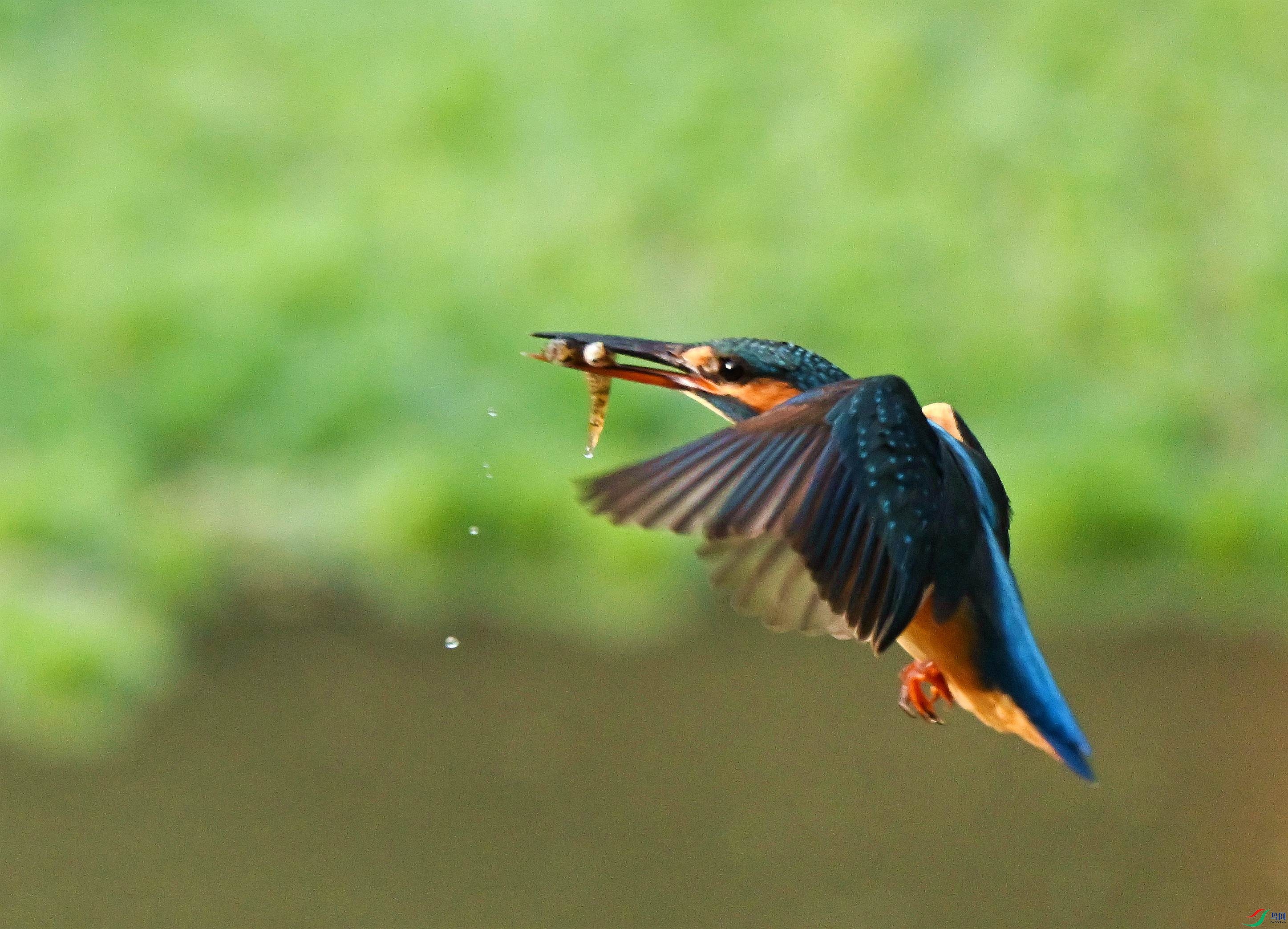 DSC_7918.JPG