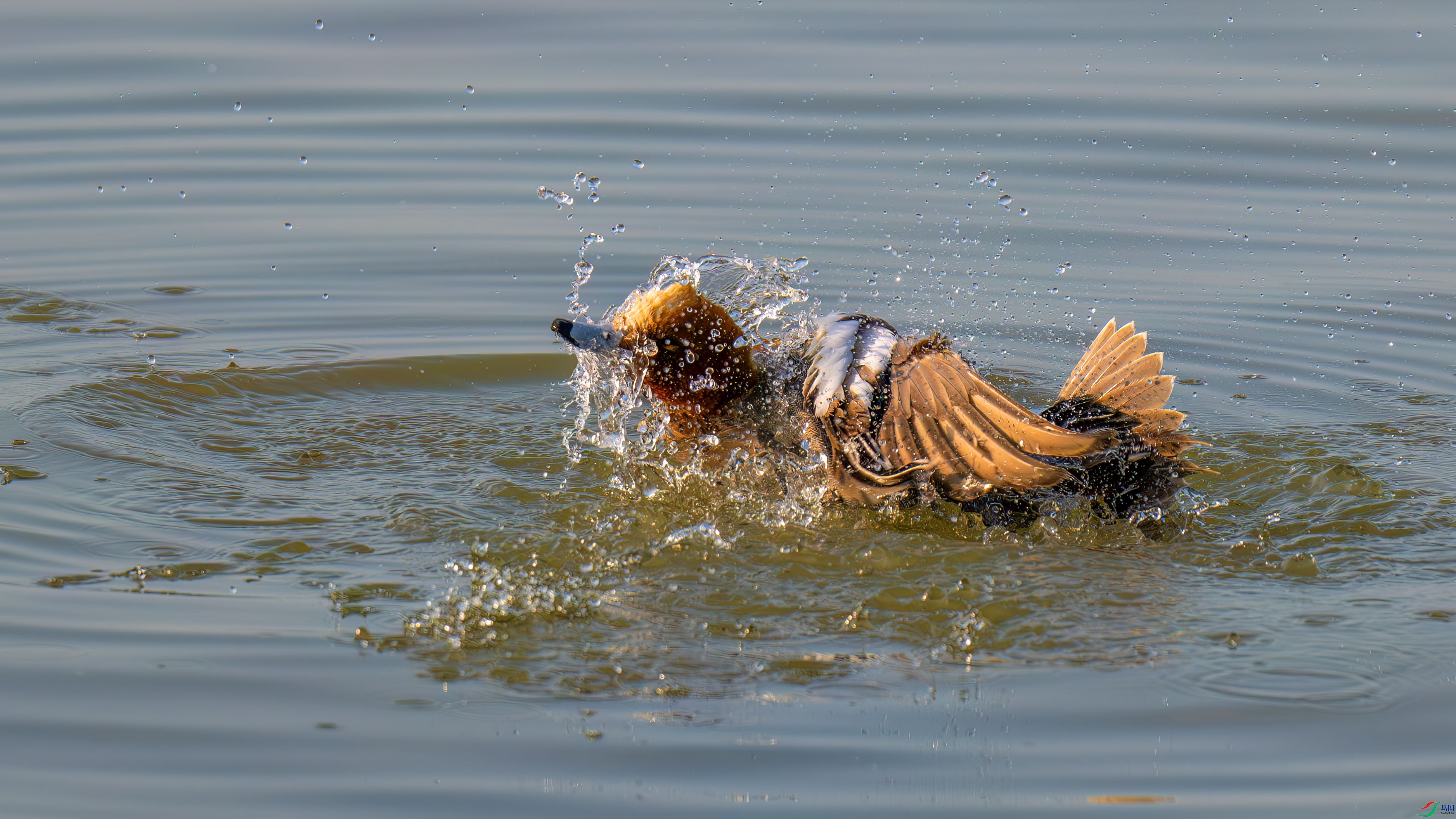 DSC_3021.jpg