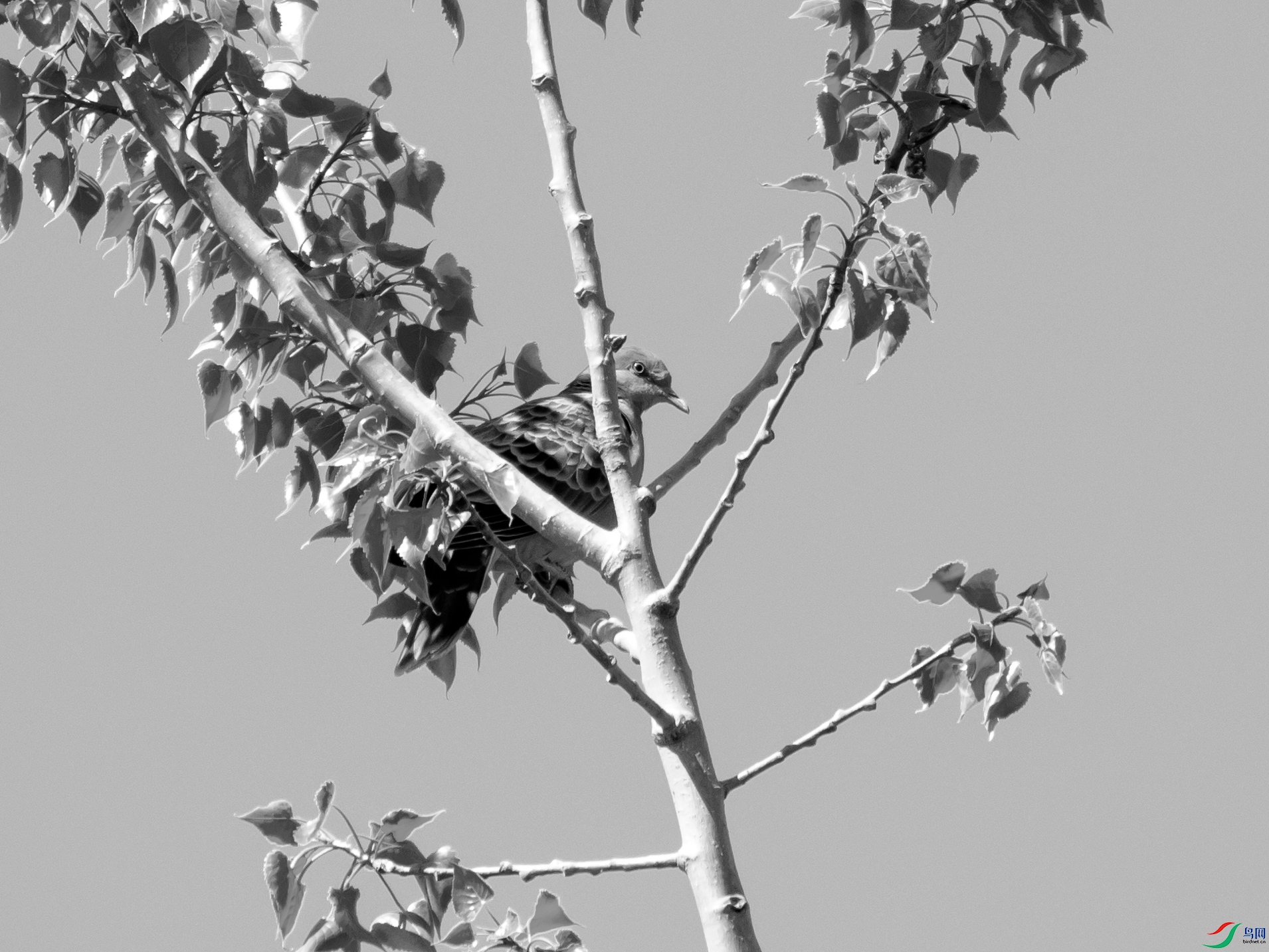 P4076665.jpg