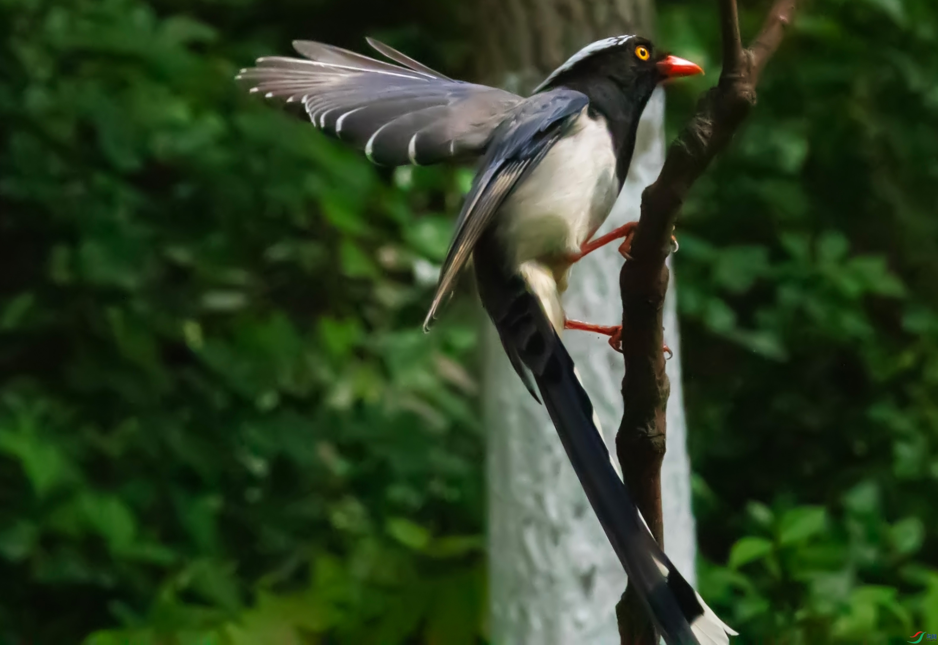 ������ȵ